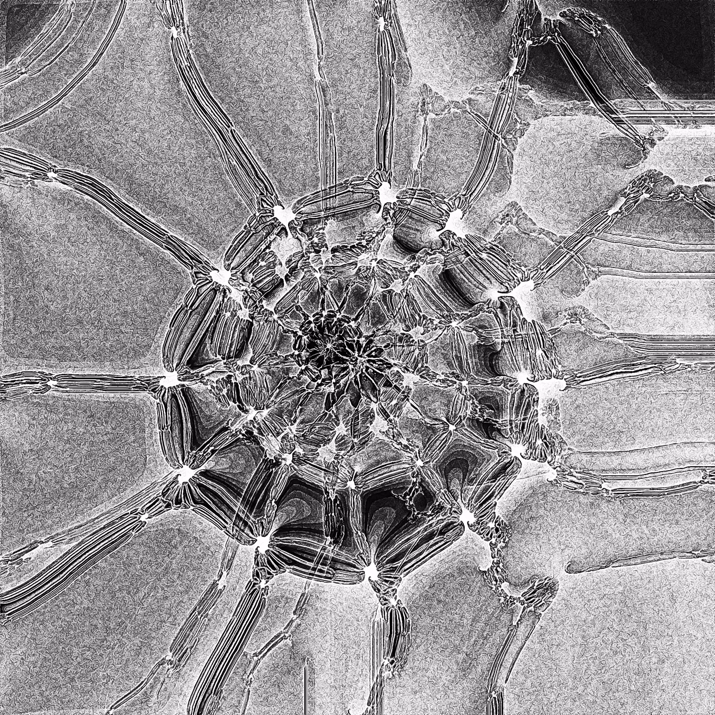 Parasite #0017