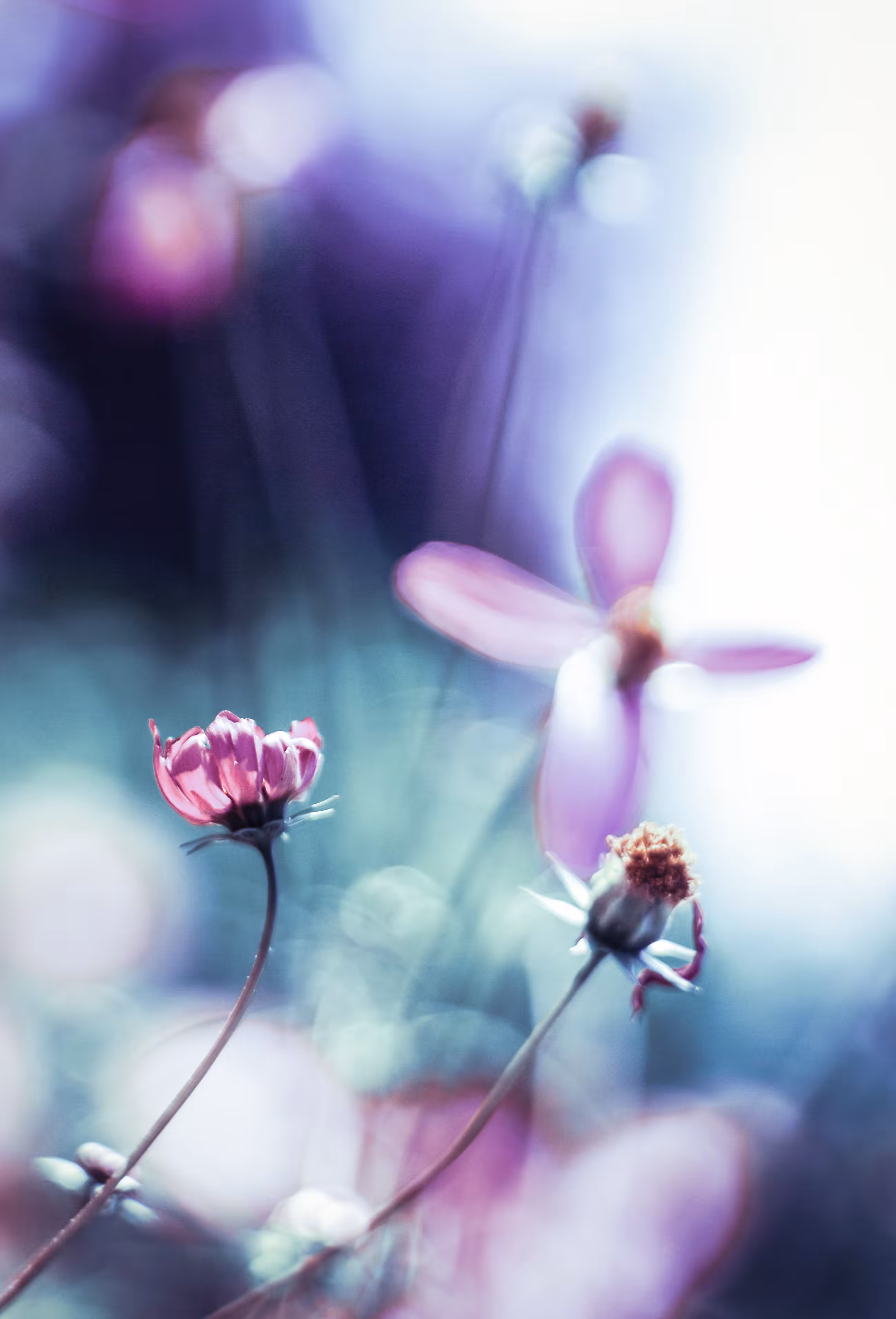 Purple dreams