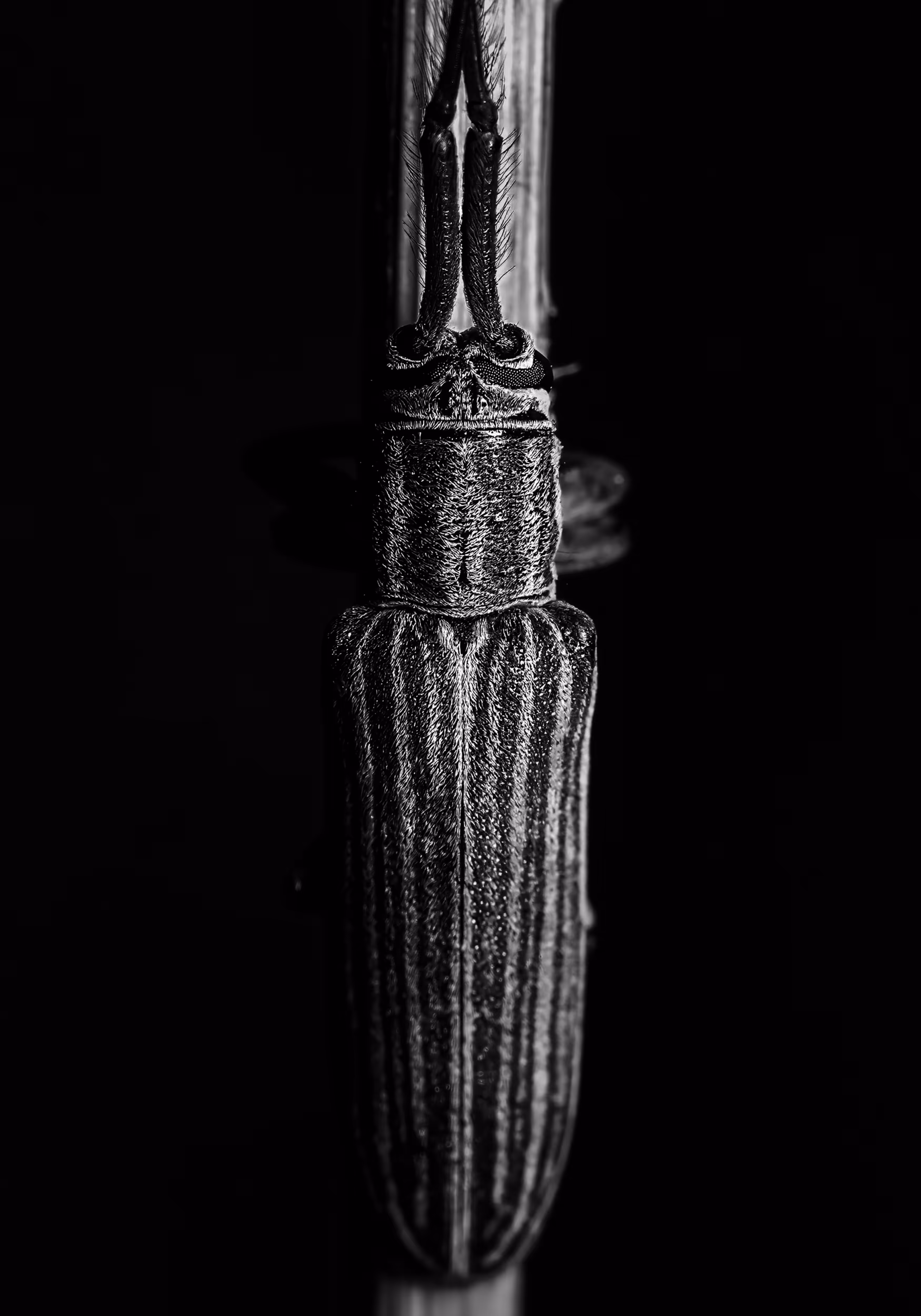 Mango Stem Borer Beetle
