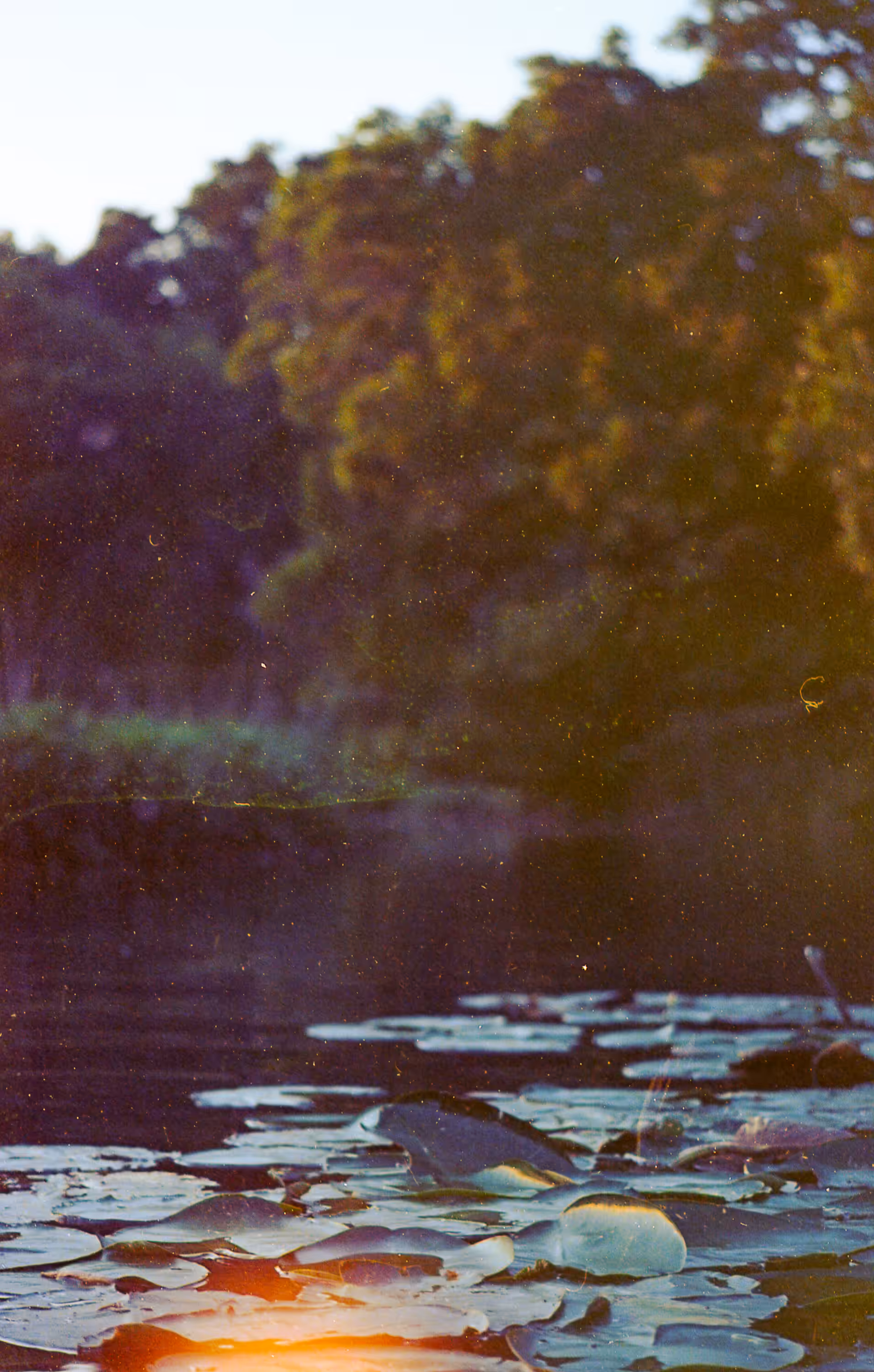 If Water Holds Memories