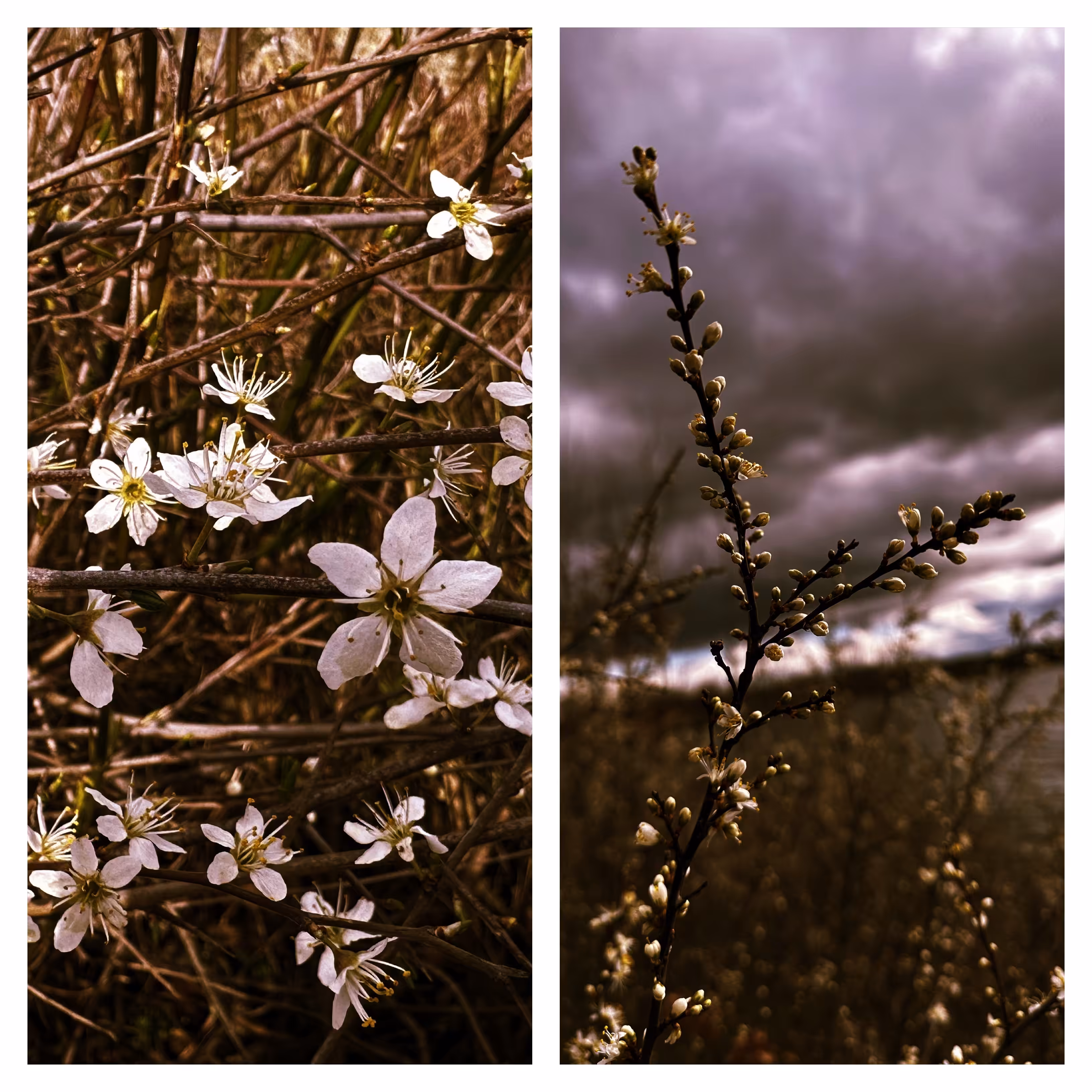 Duality ~ Of Blooms & Storms