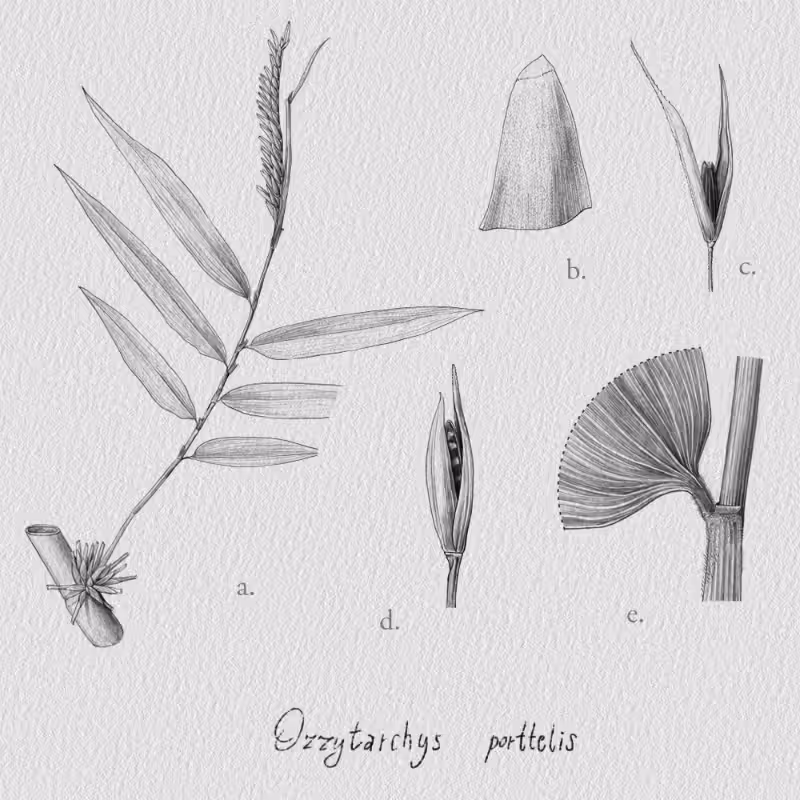 Botanical Illustration - Bambusoideae 1 #6