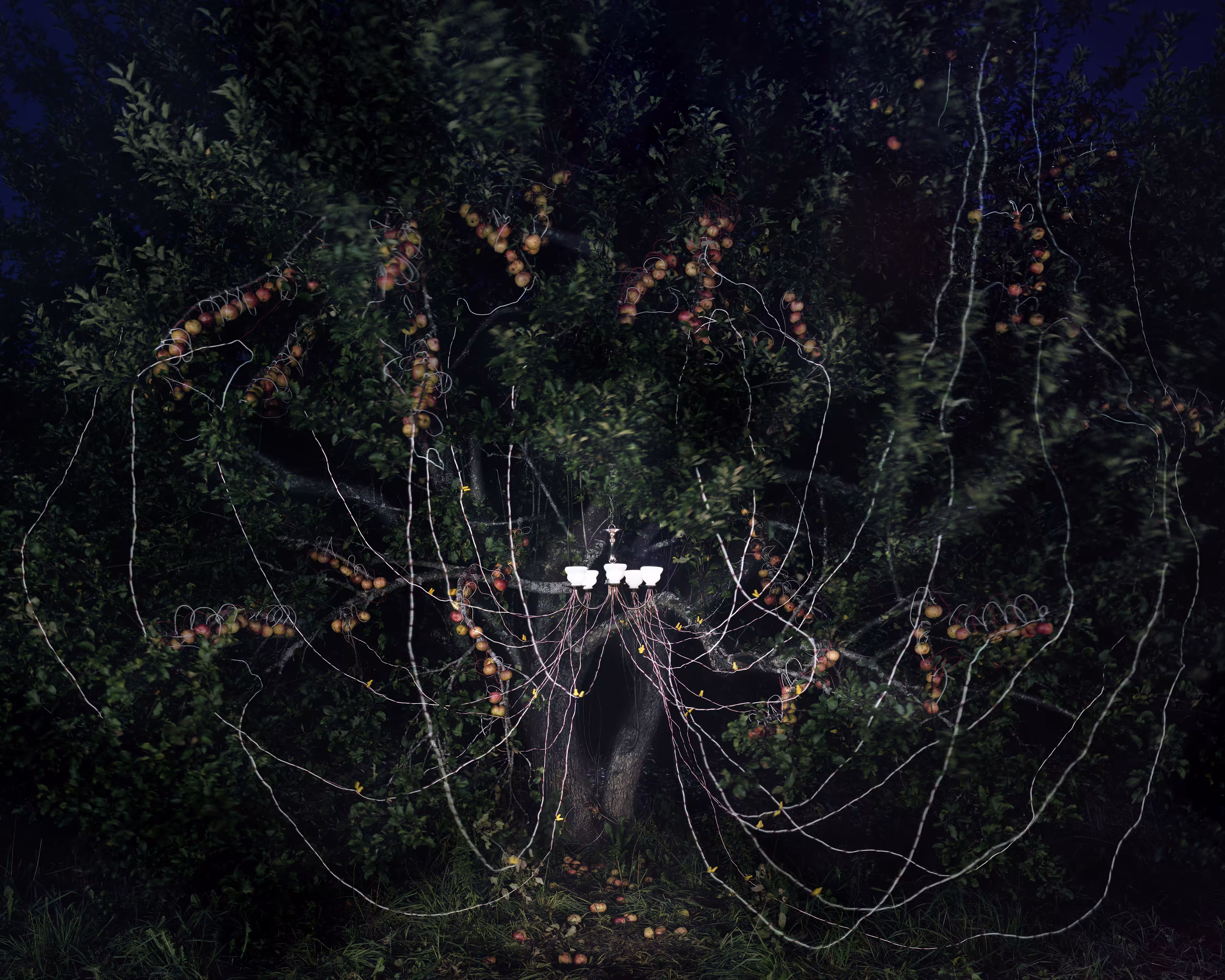 Back to Light - Apple Tree with Chandelier, Nettie Fox Farm, Newburgh, Maine, 2013