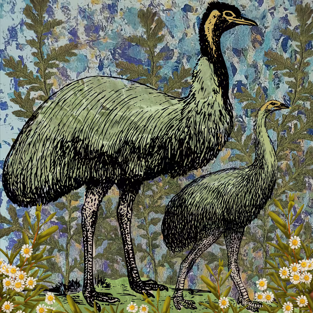 Emus