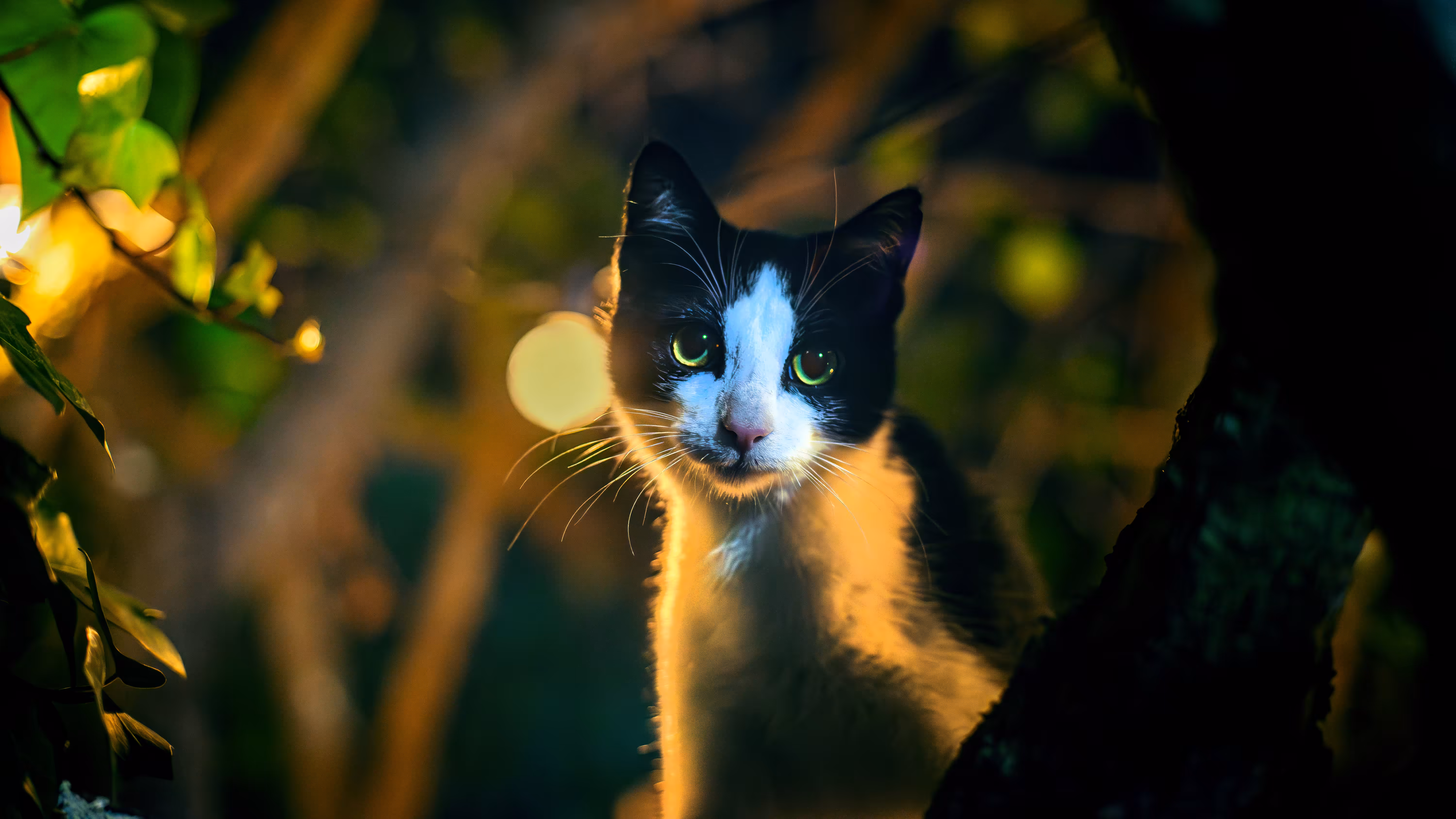 Gato