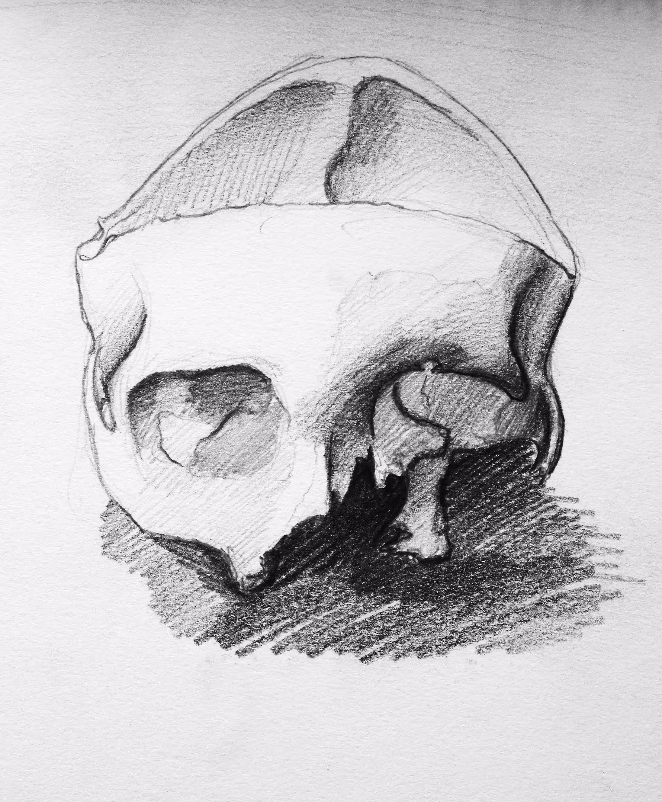 Anatomy Study IV