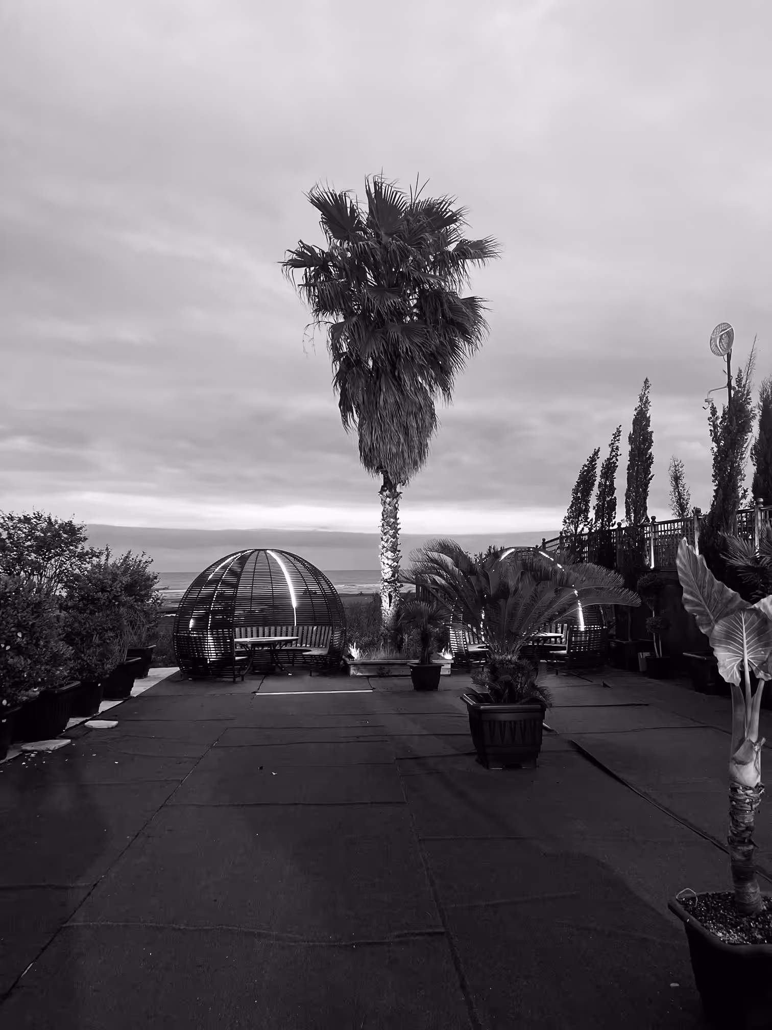 Palm tree