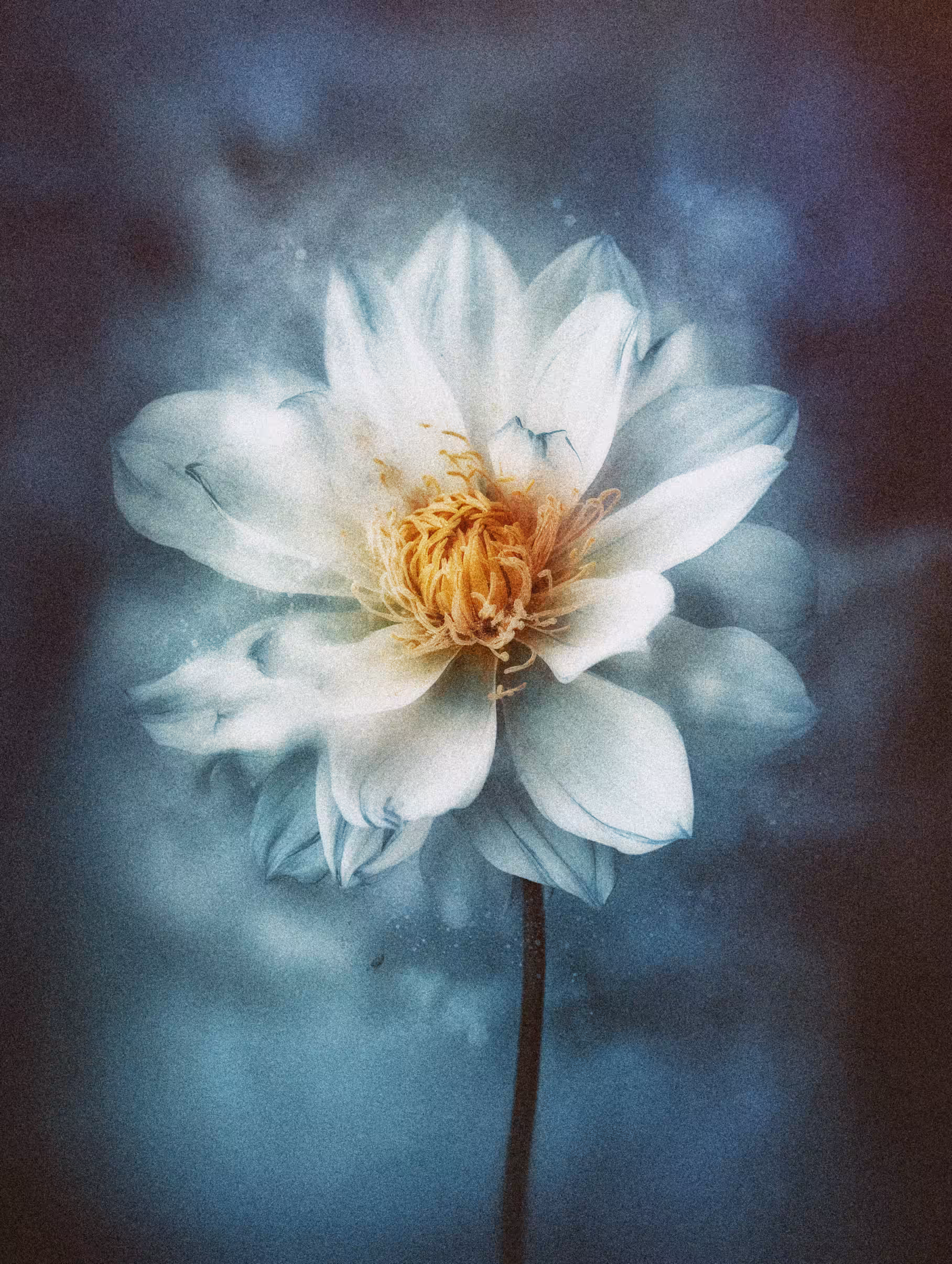 The Gentle