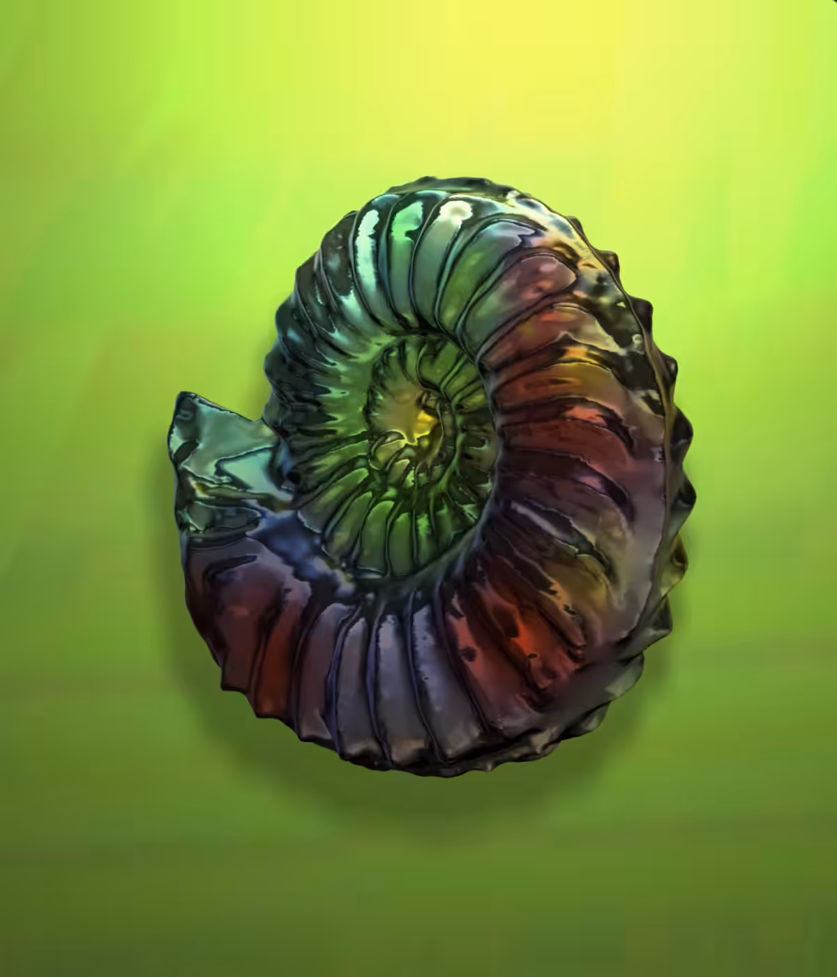 Ammonite #8/25