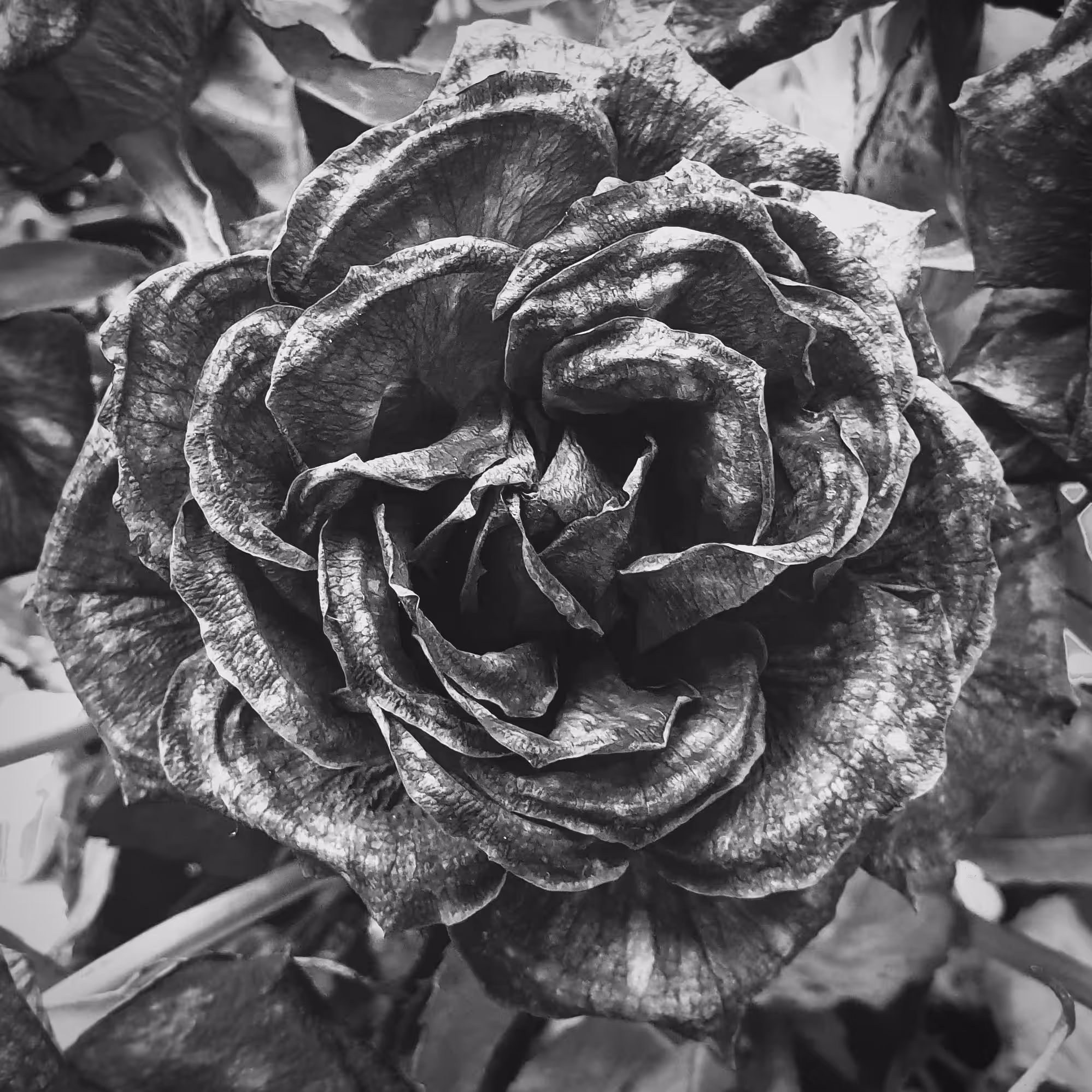 Wilting Rose