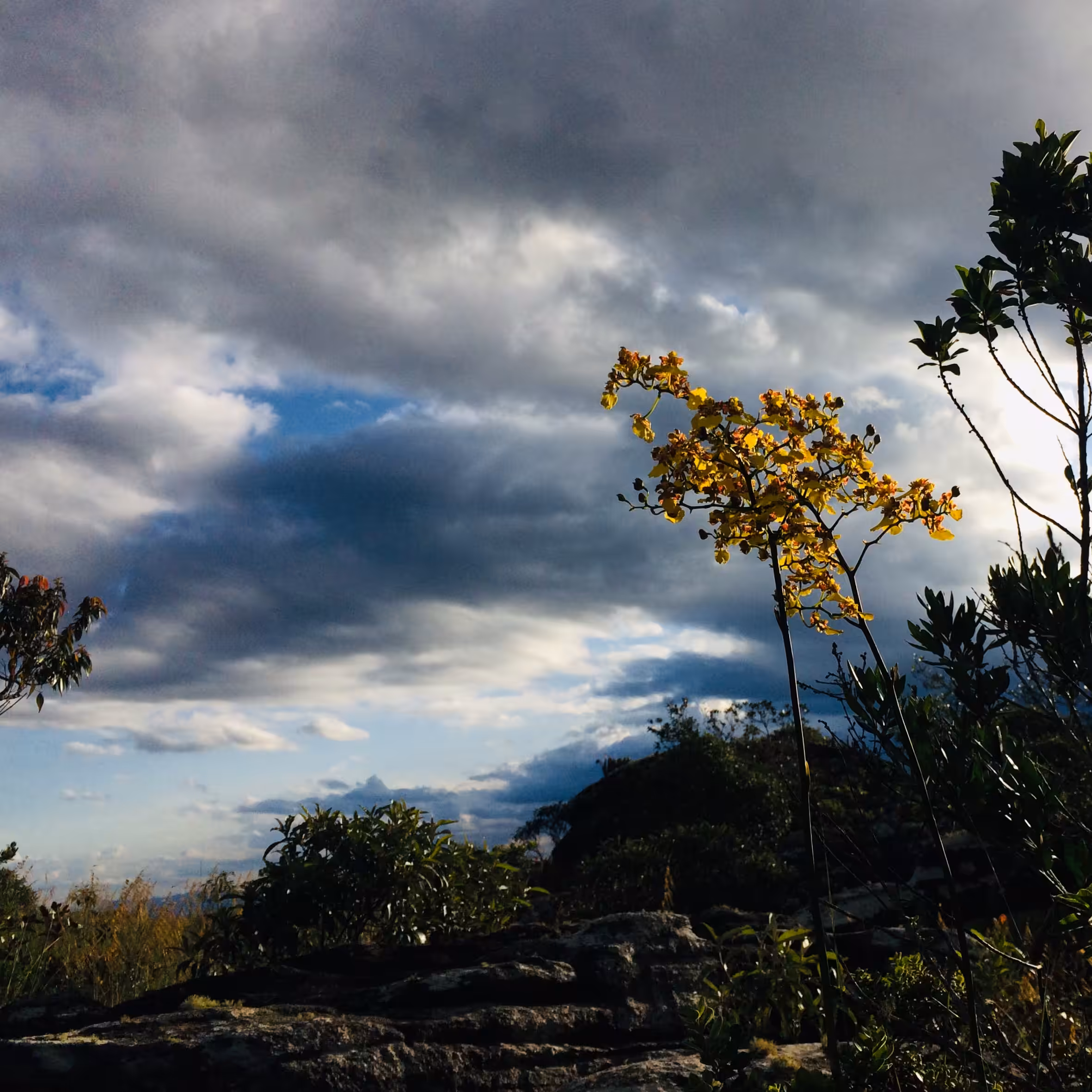 Flores do Cerrado 01