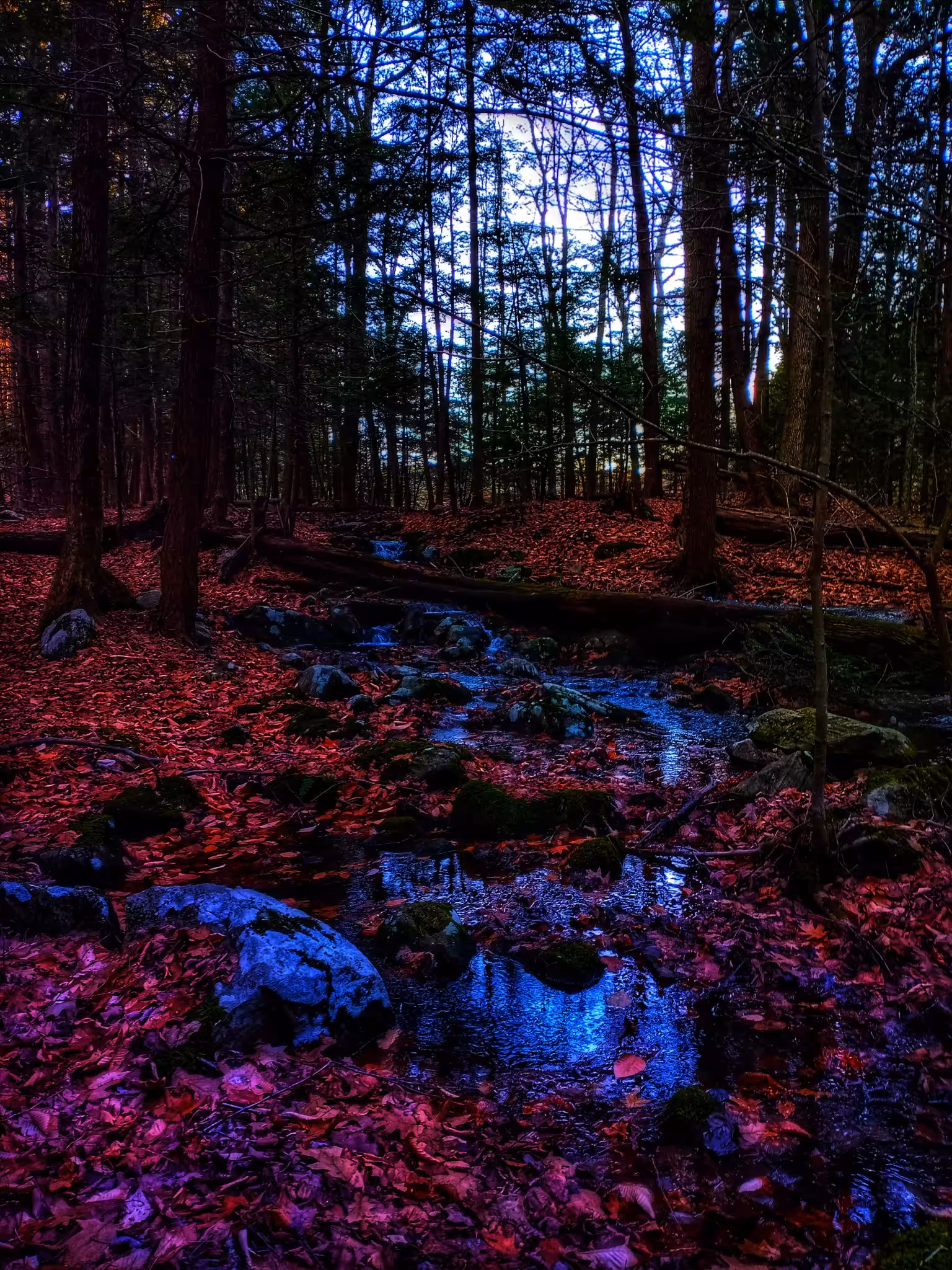 Forest Lyfe