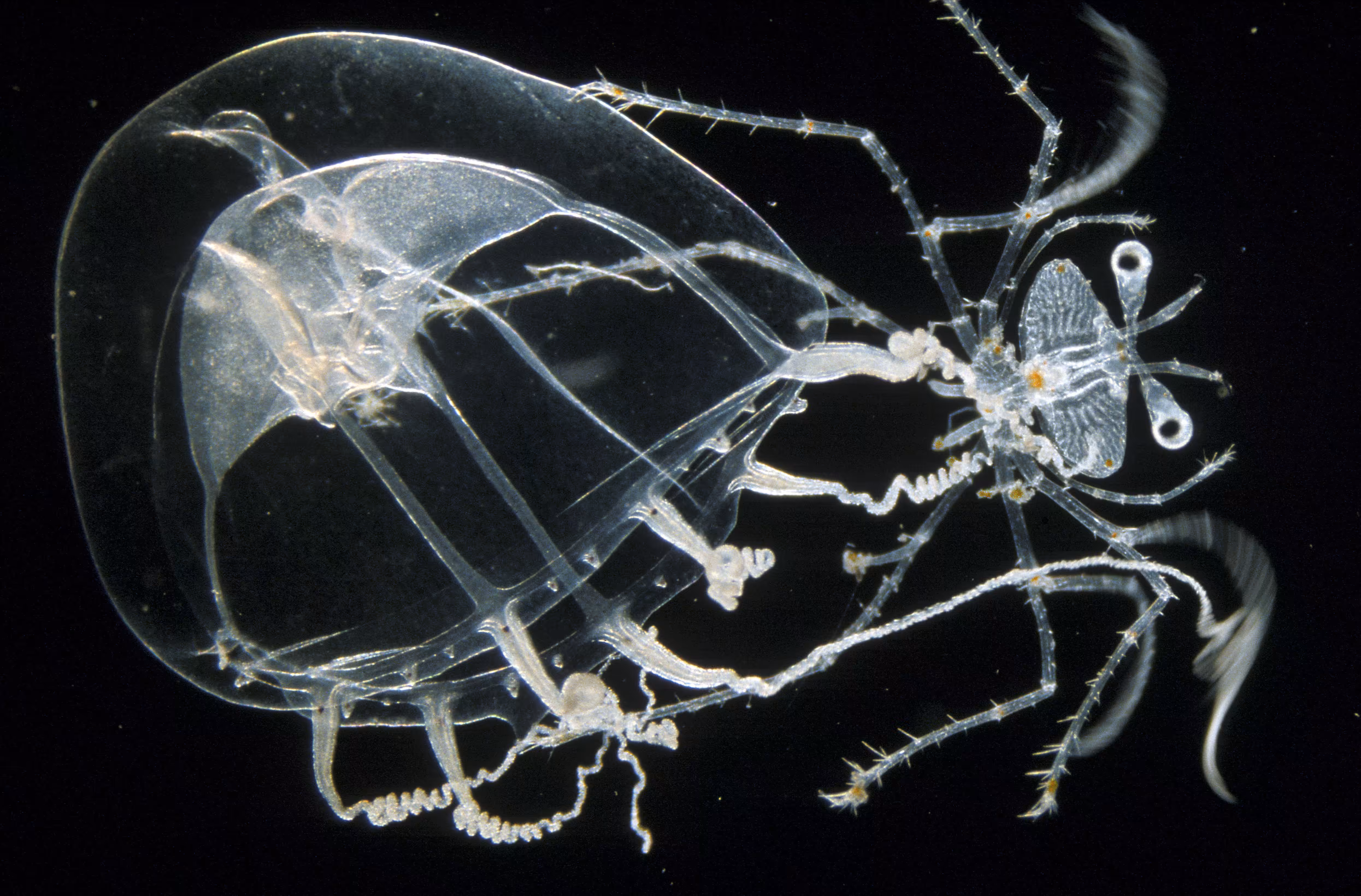 Invisible Oceans #23: Phyllosoma II