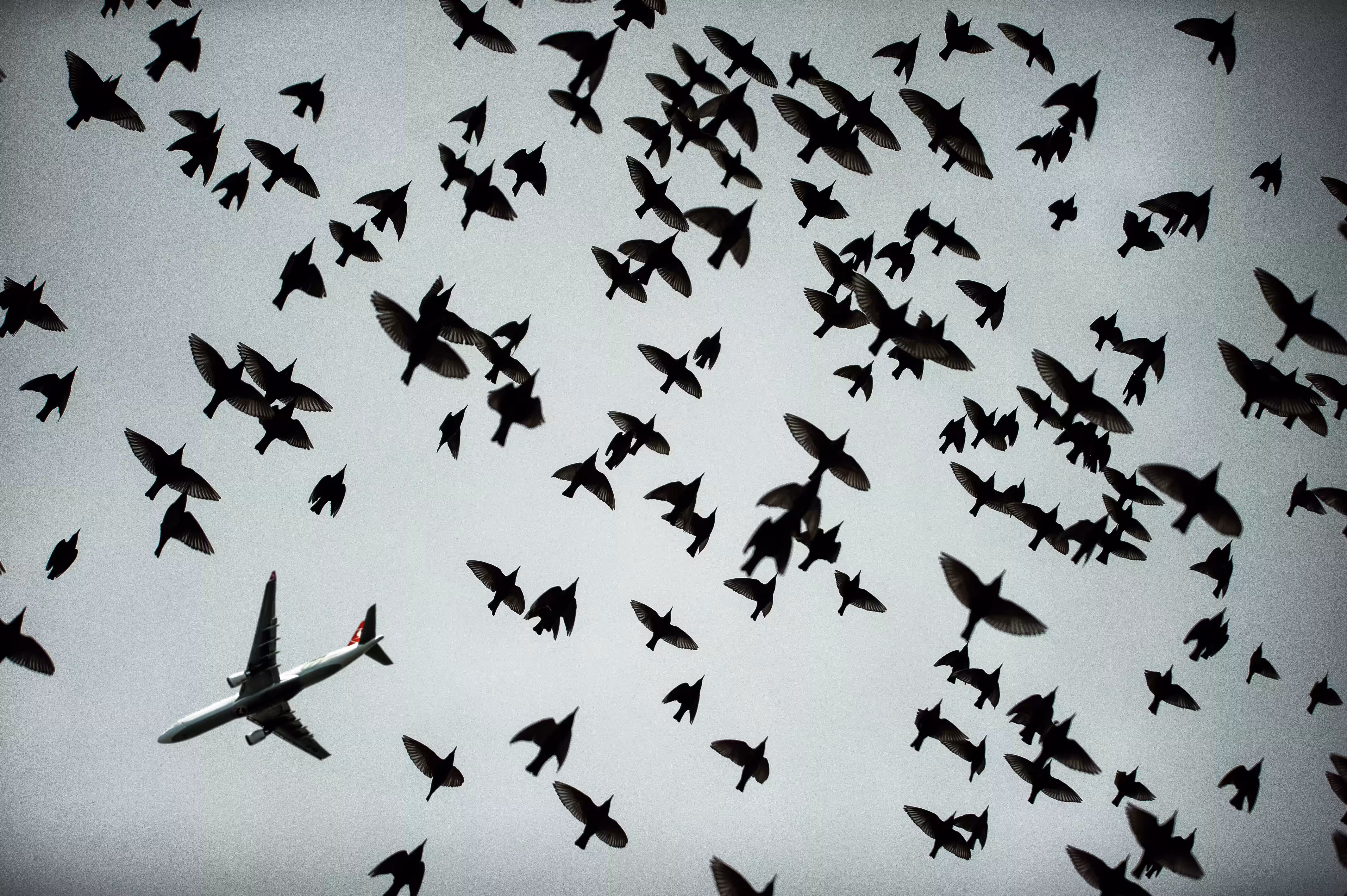 Rodeo posts: The Flight...