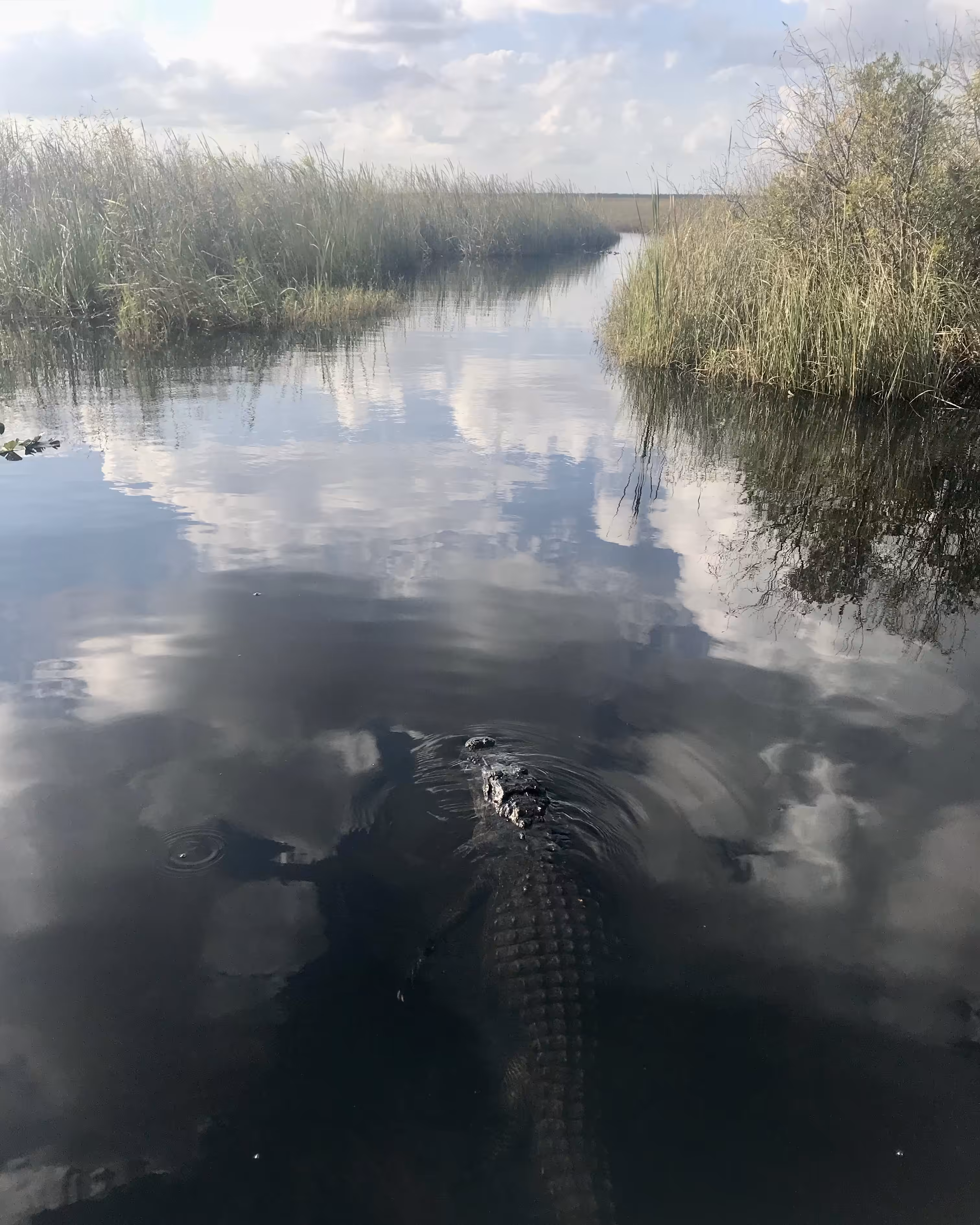 ancestors in the everglades