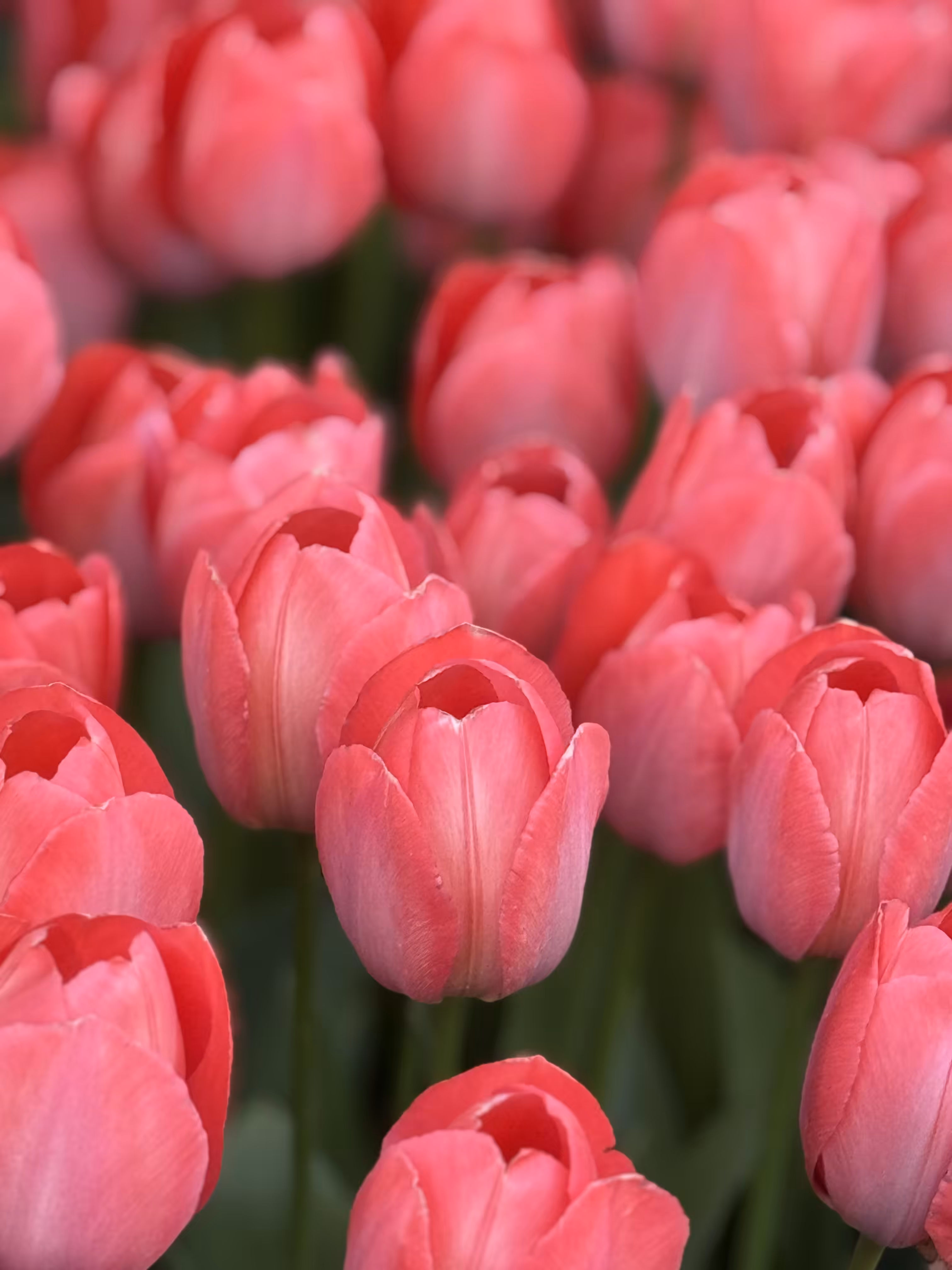 Before Blooming