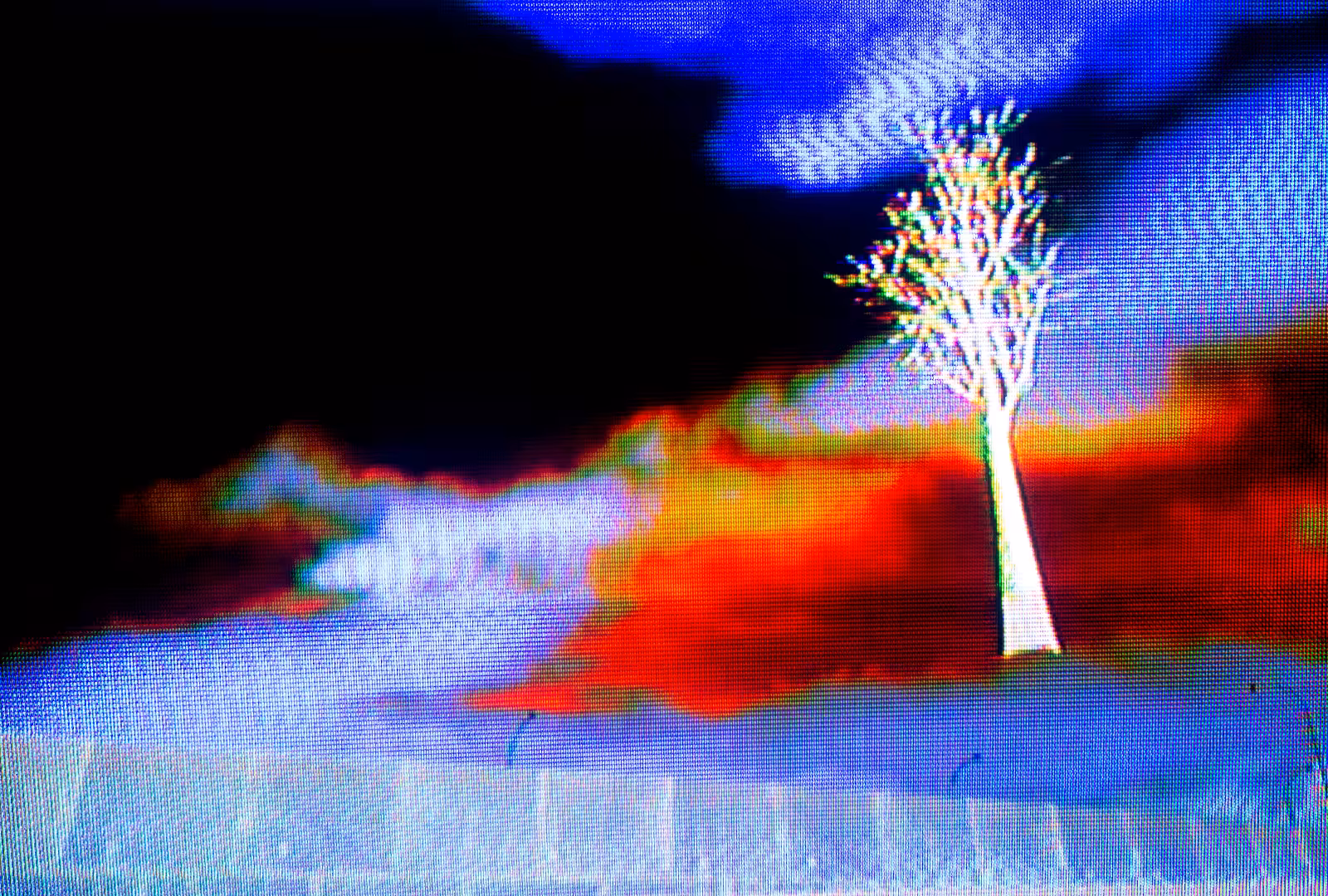 ember tree