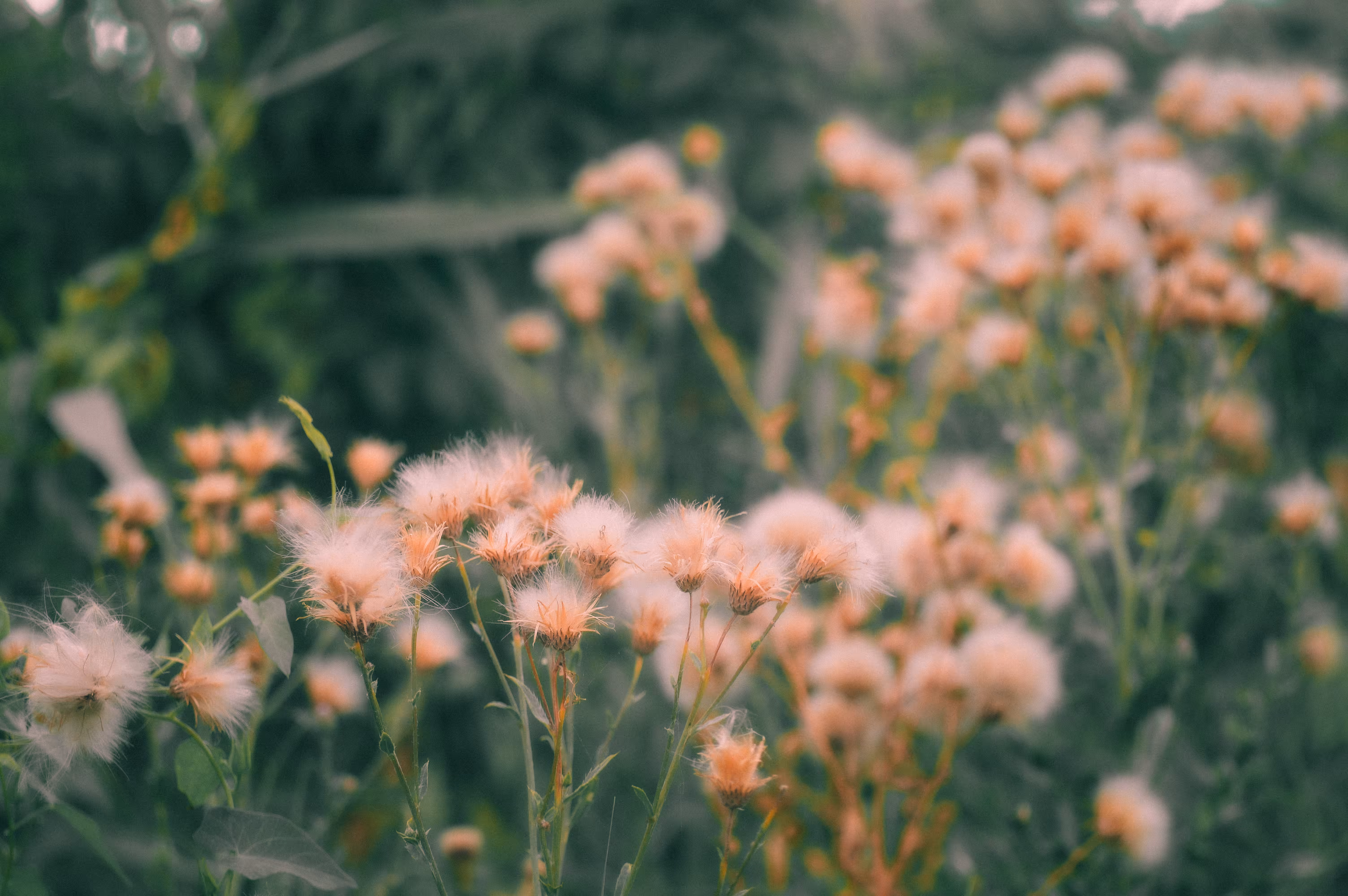 Fluffies