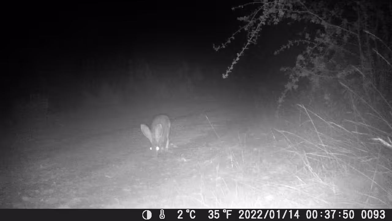 SPOOKY JACKRABBIT 