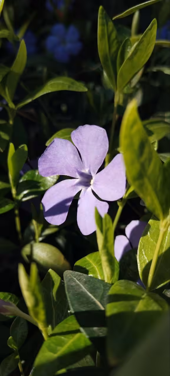 Periwinkle (vinca minor) 🇷🇺