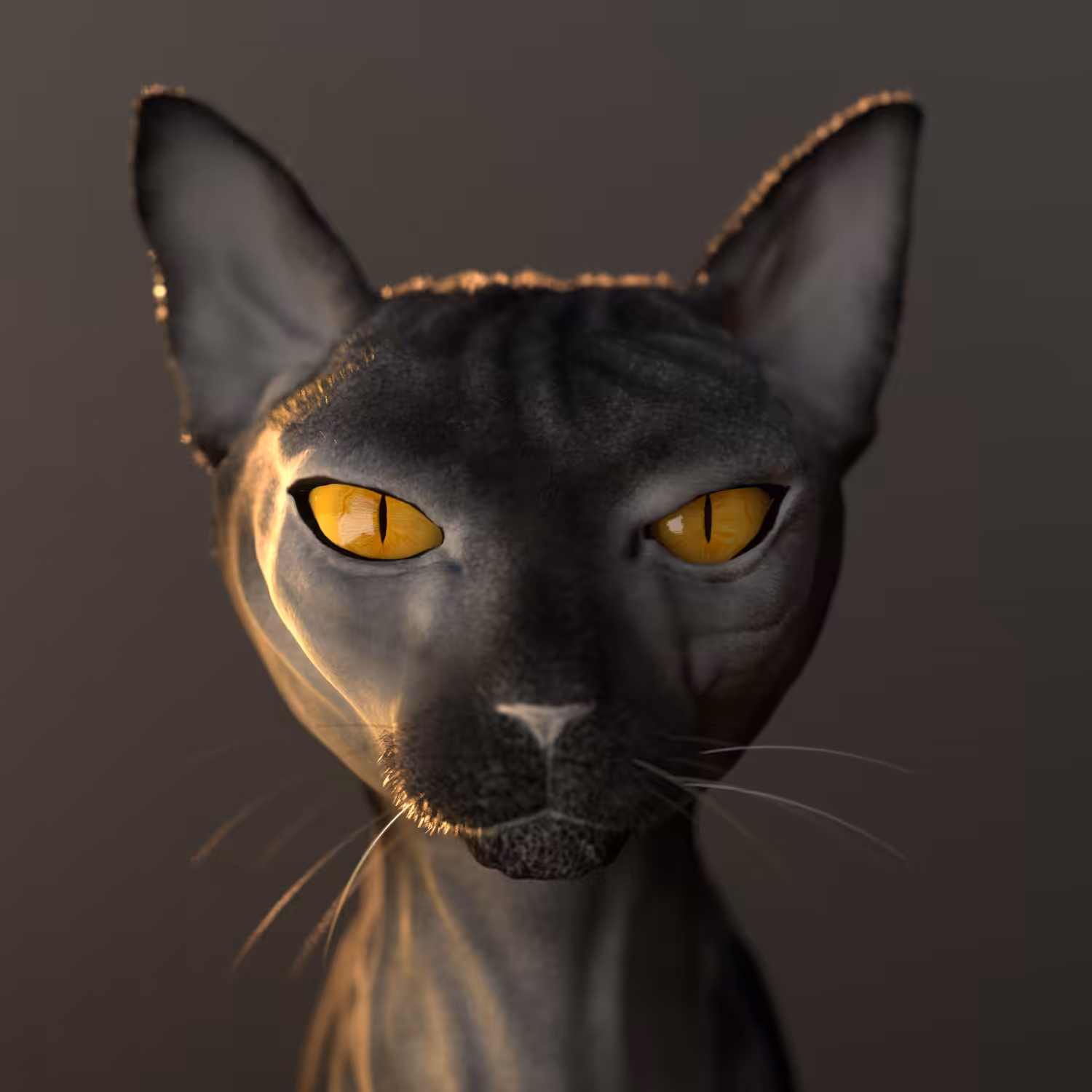 Random cat / digital pet