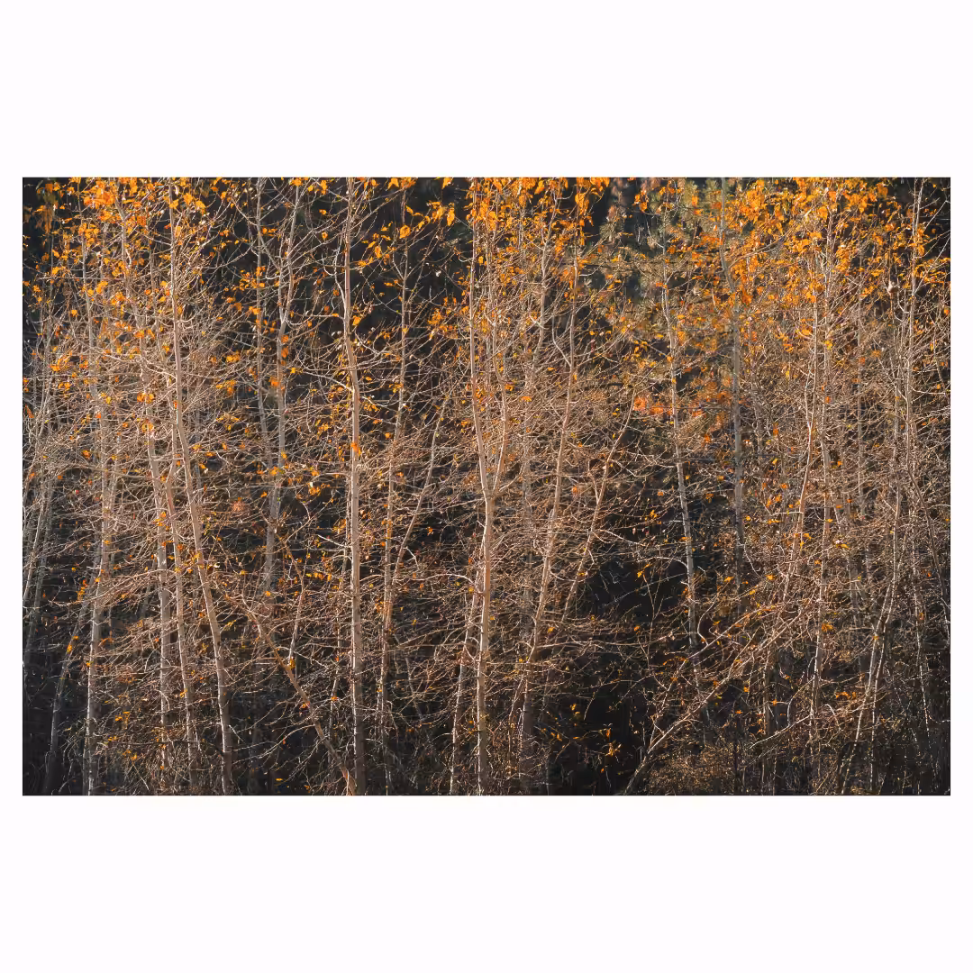 Forgotten Frames — 006