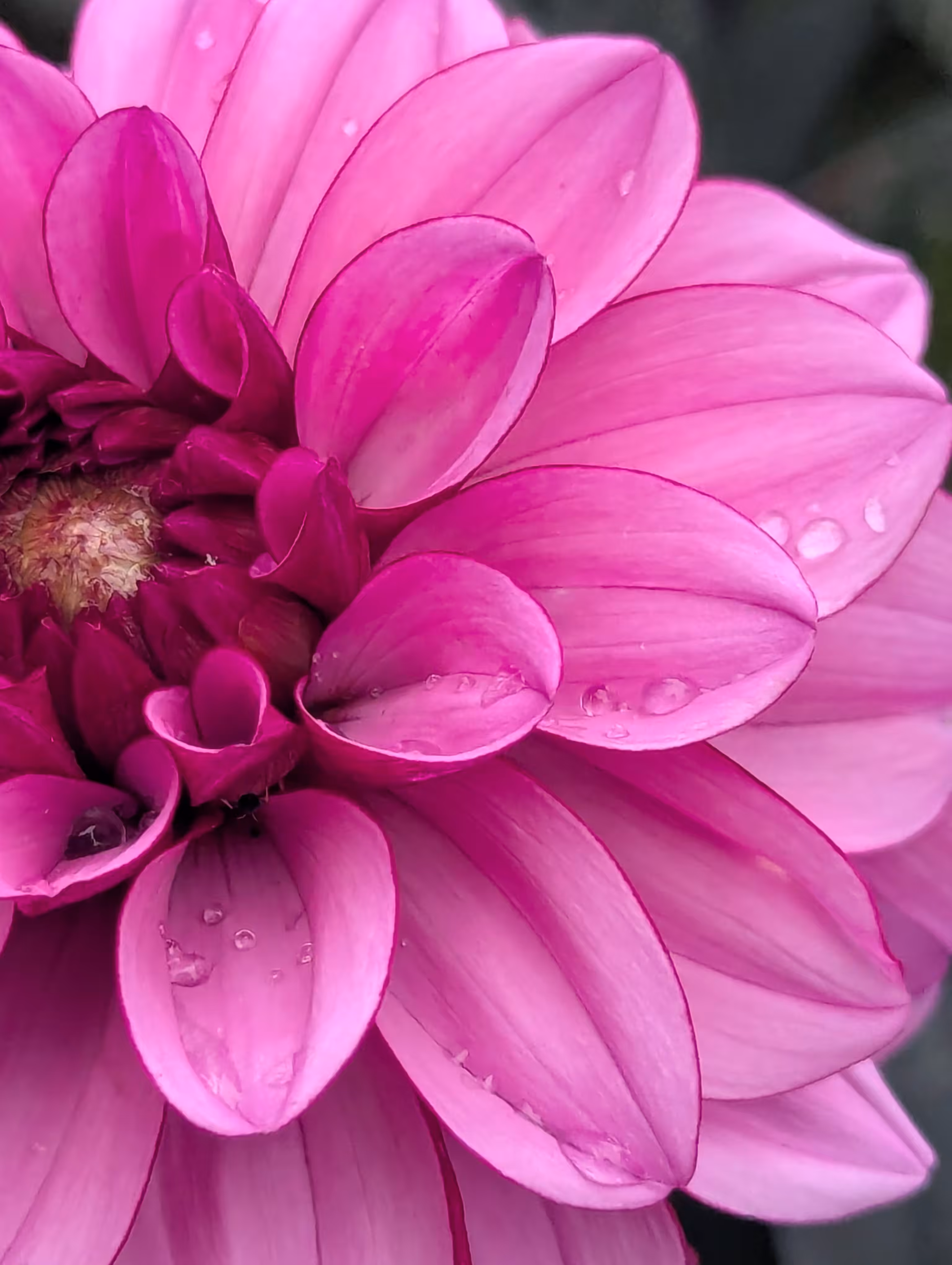 Dahlia