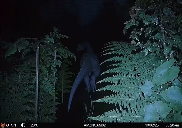 Amazon. BR Camera #2
