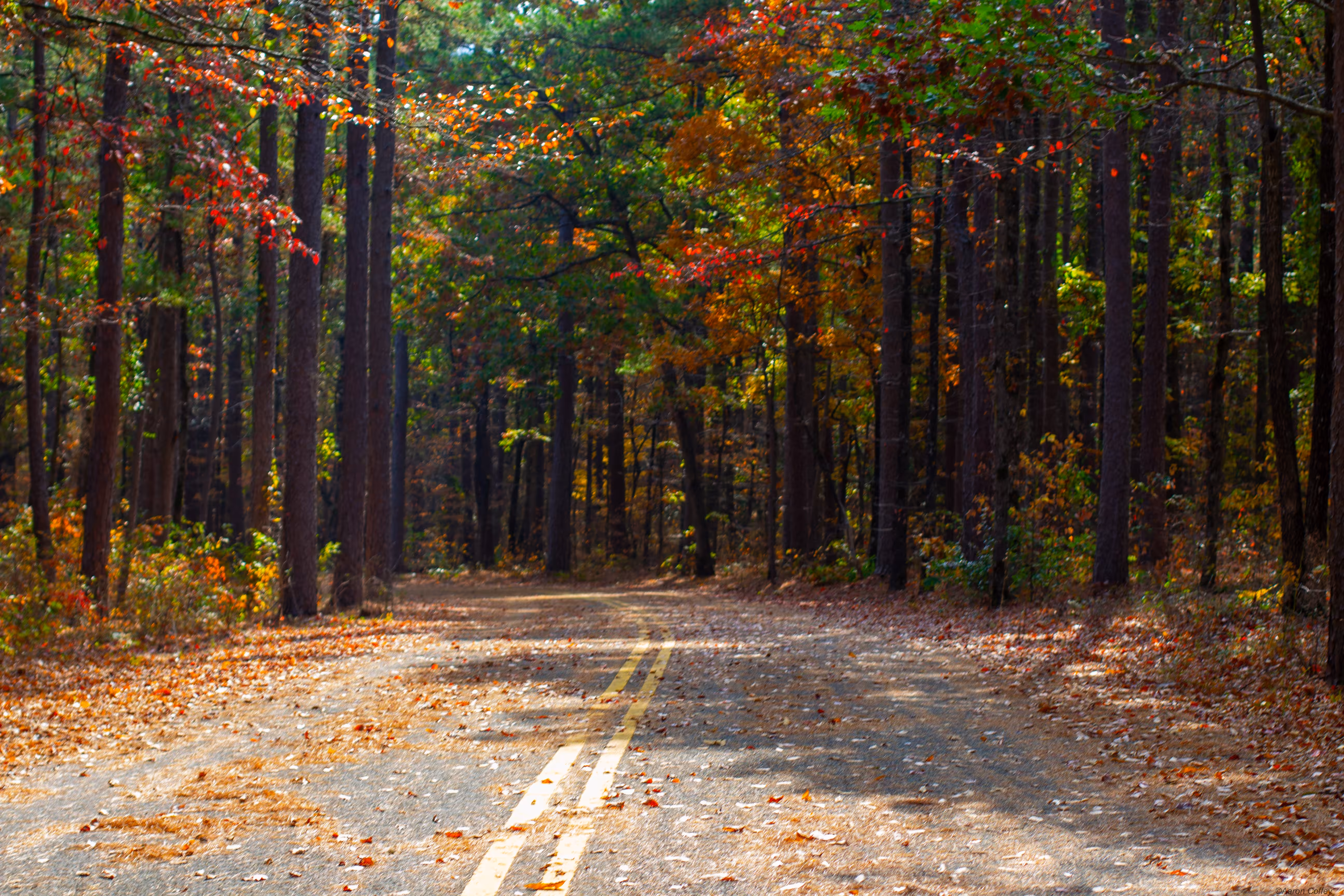 Shady Lane