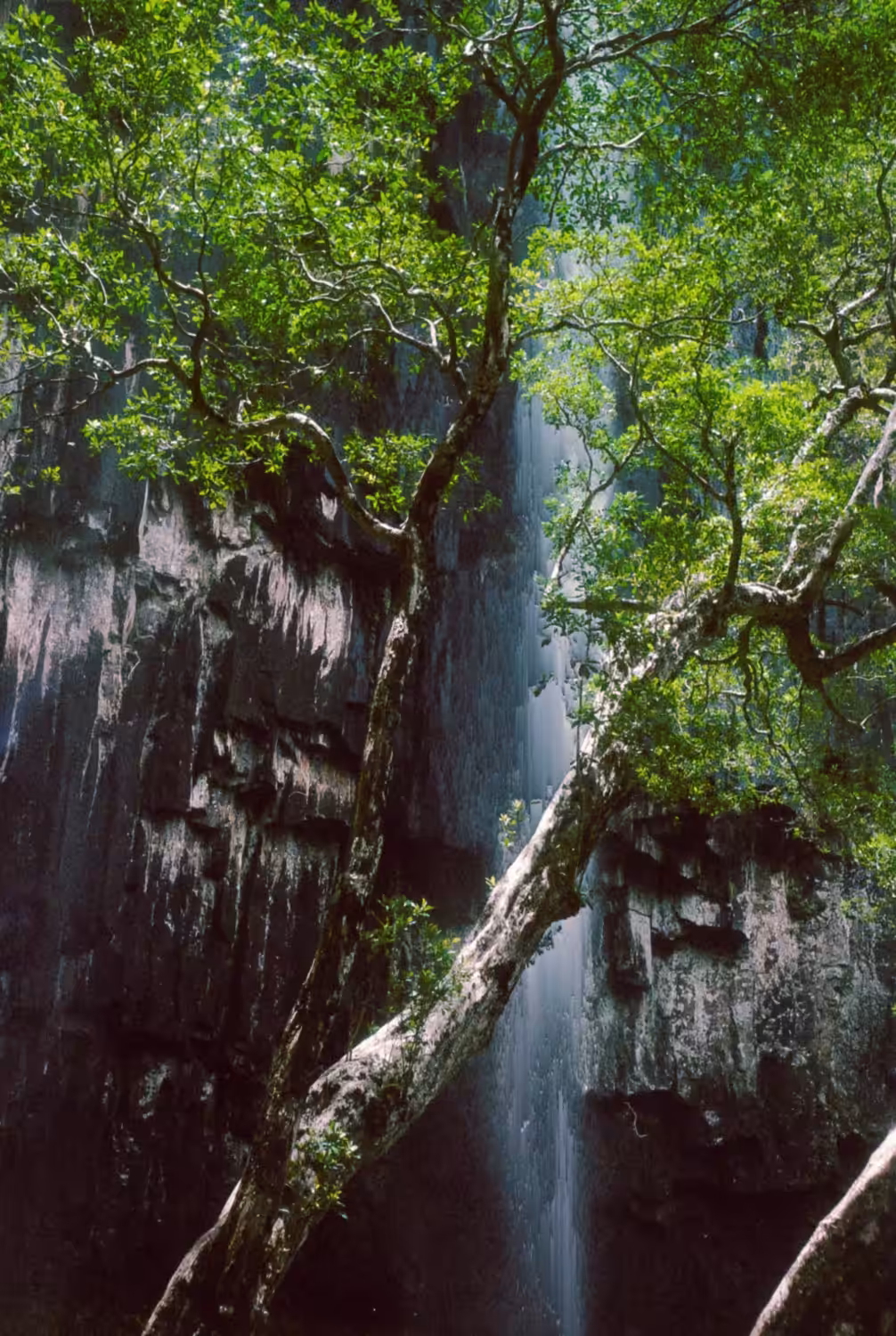 Shinrin-Yoku