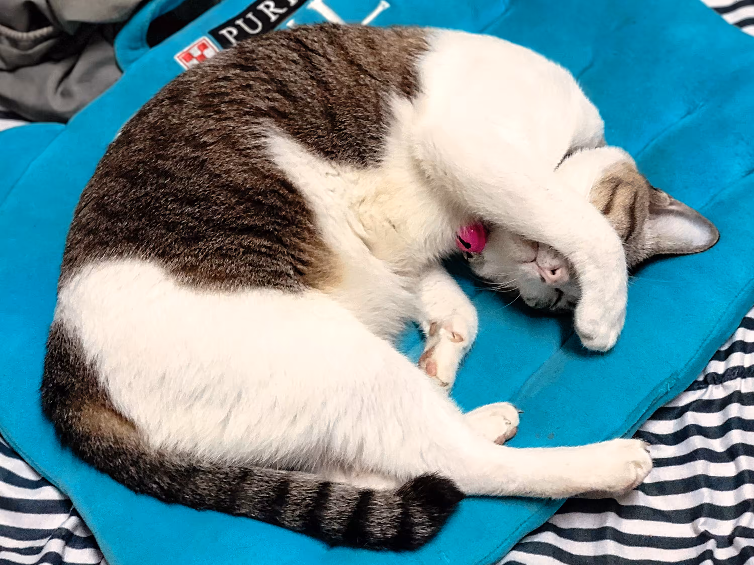 Moon Cat