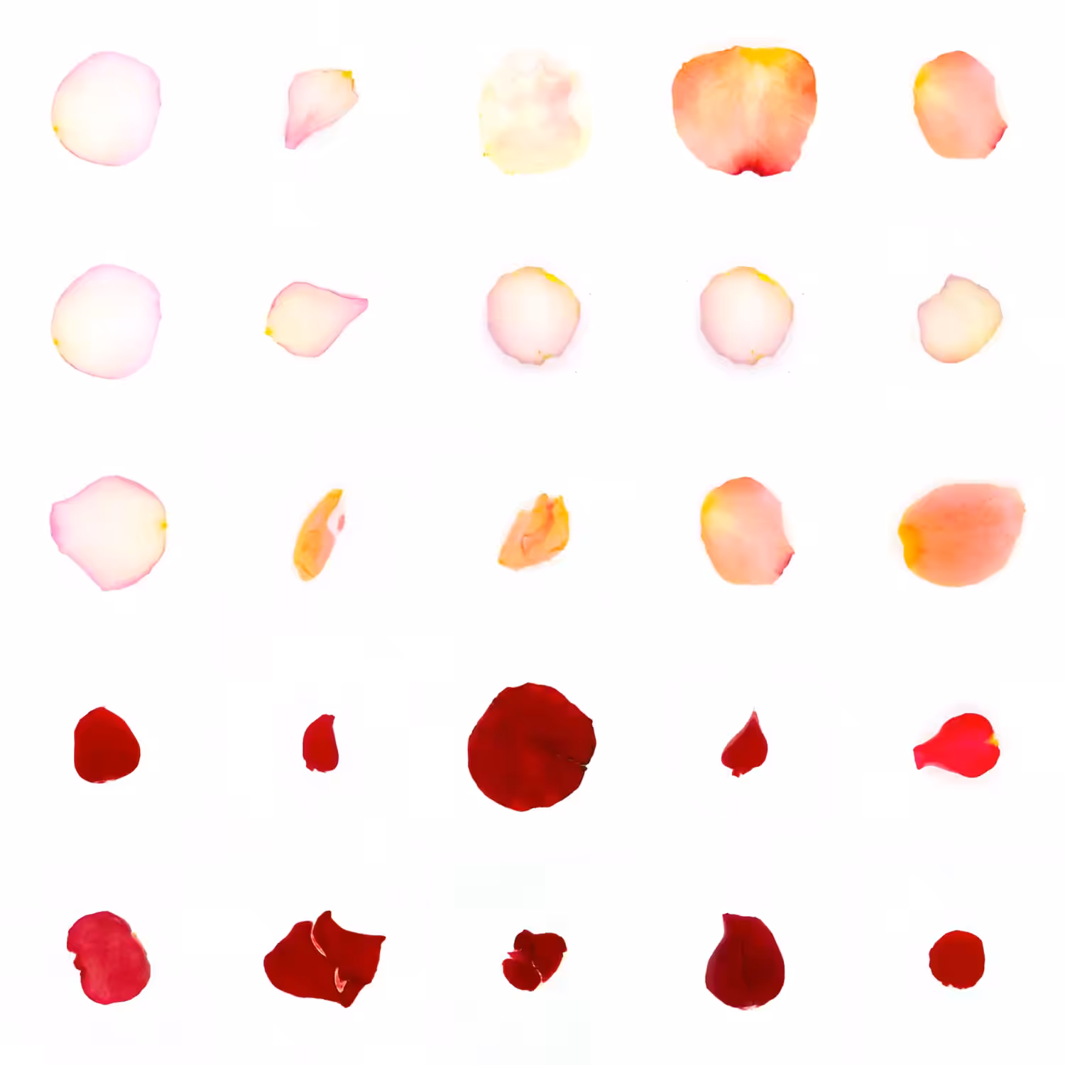 Infinite Petals 5x5#20802