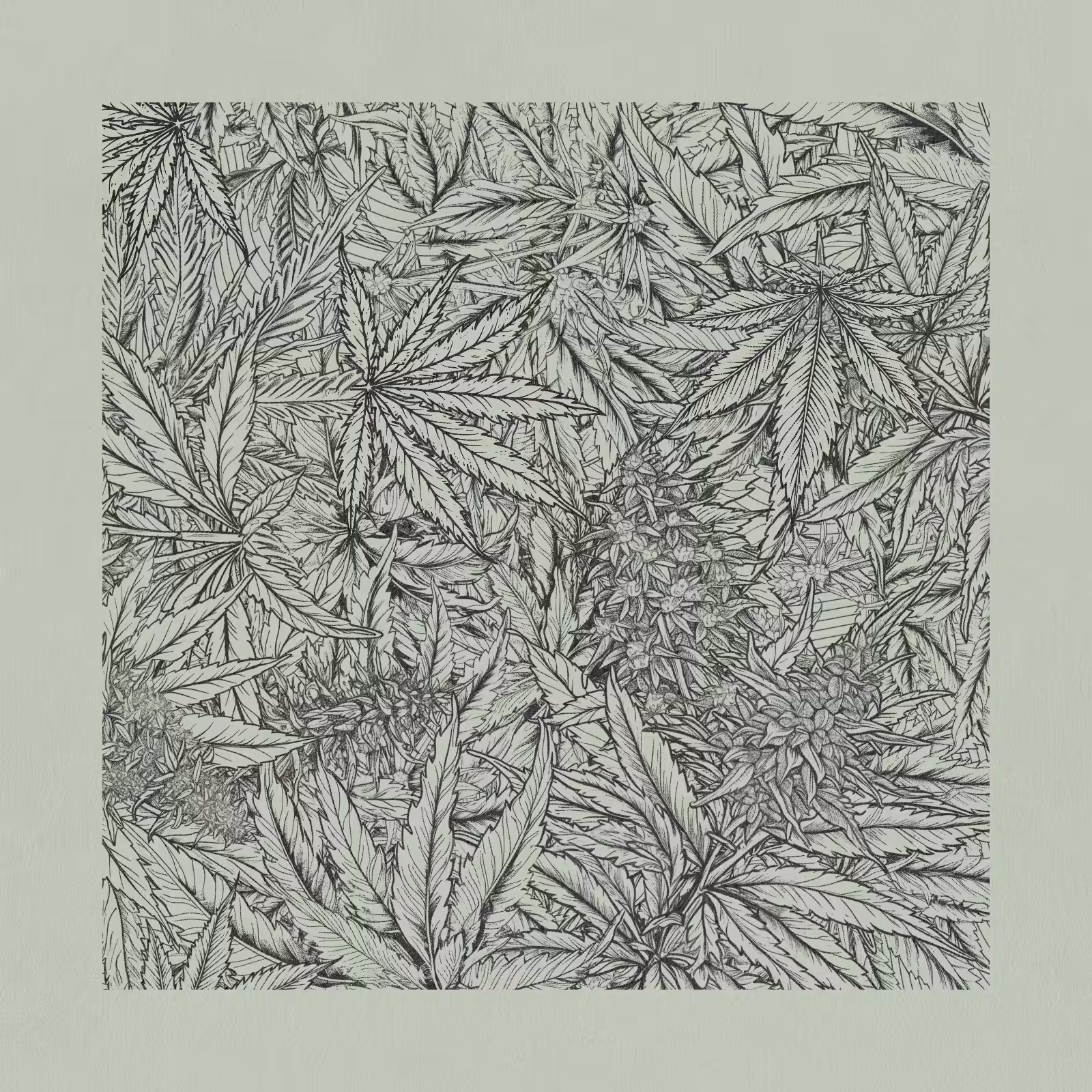 zancannabis #170