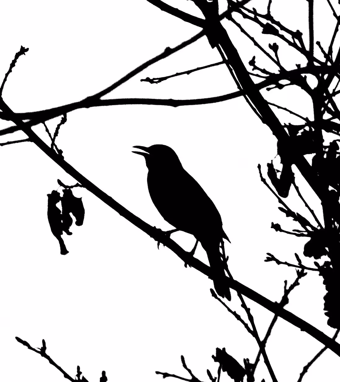 Blackbird