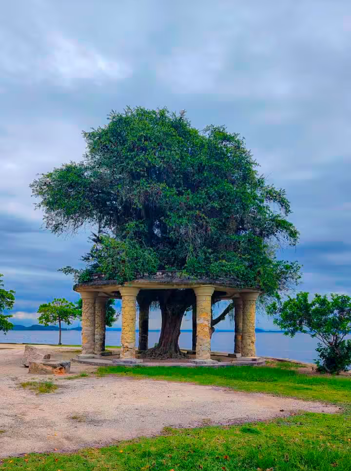 Magic tree