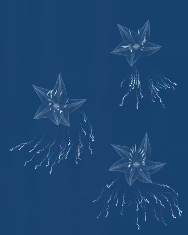 Cyanotypes #206
