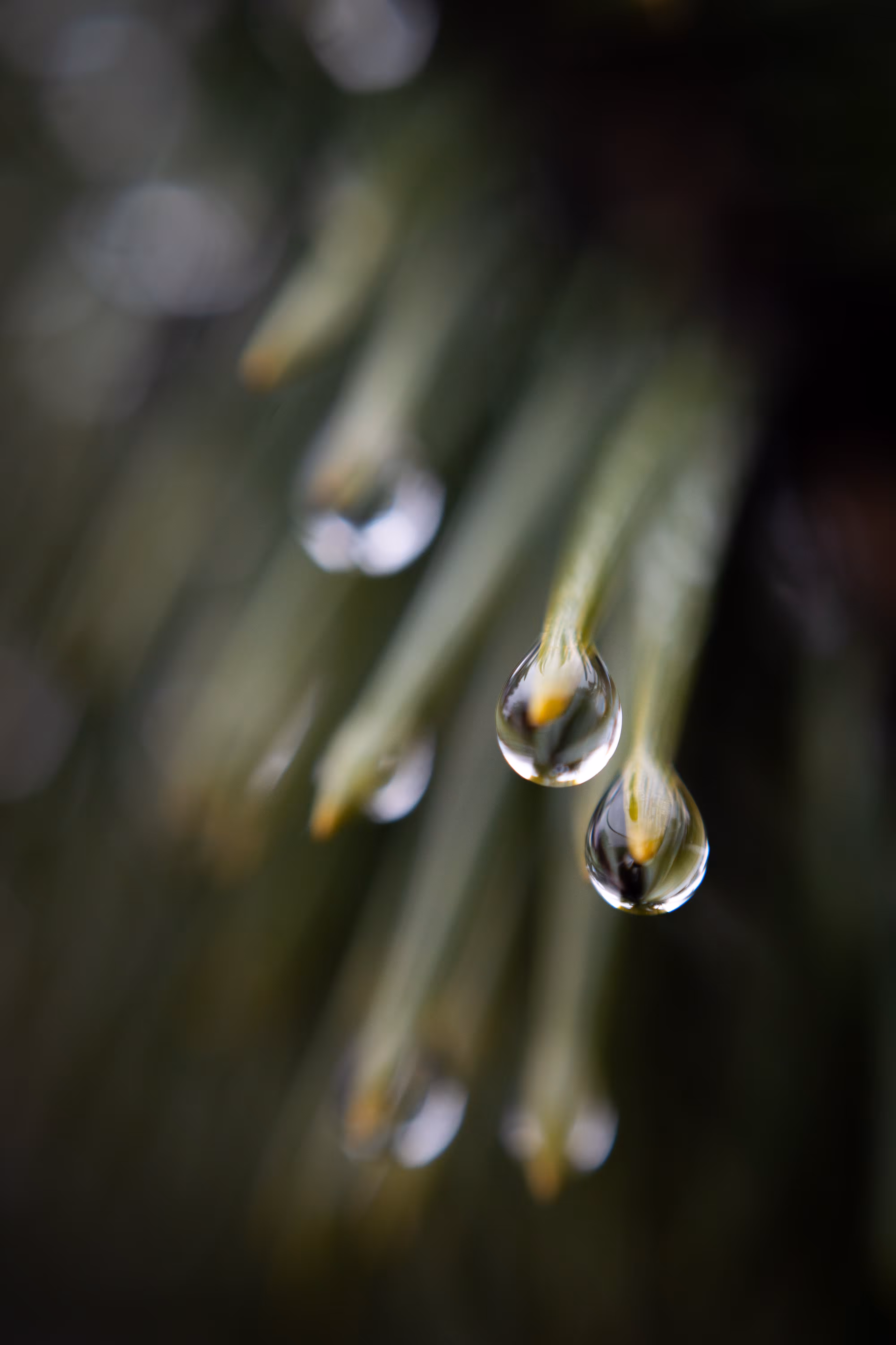 Fresh raindrops