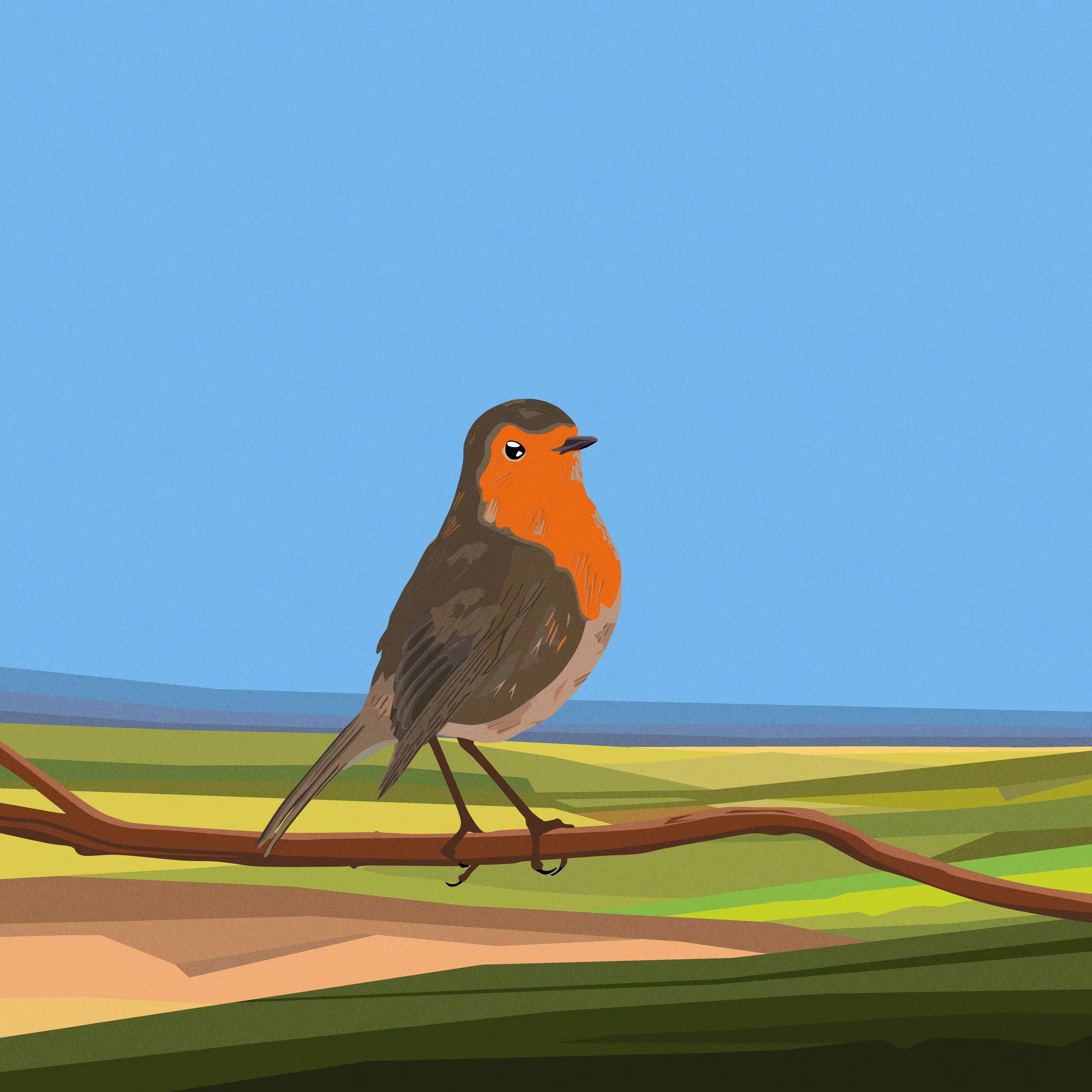 the robin