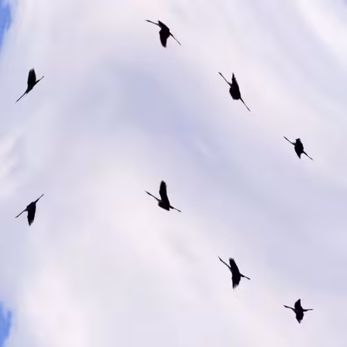 Flock #49