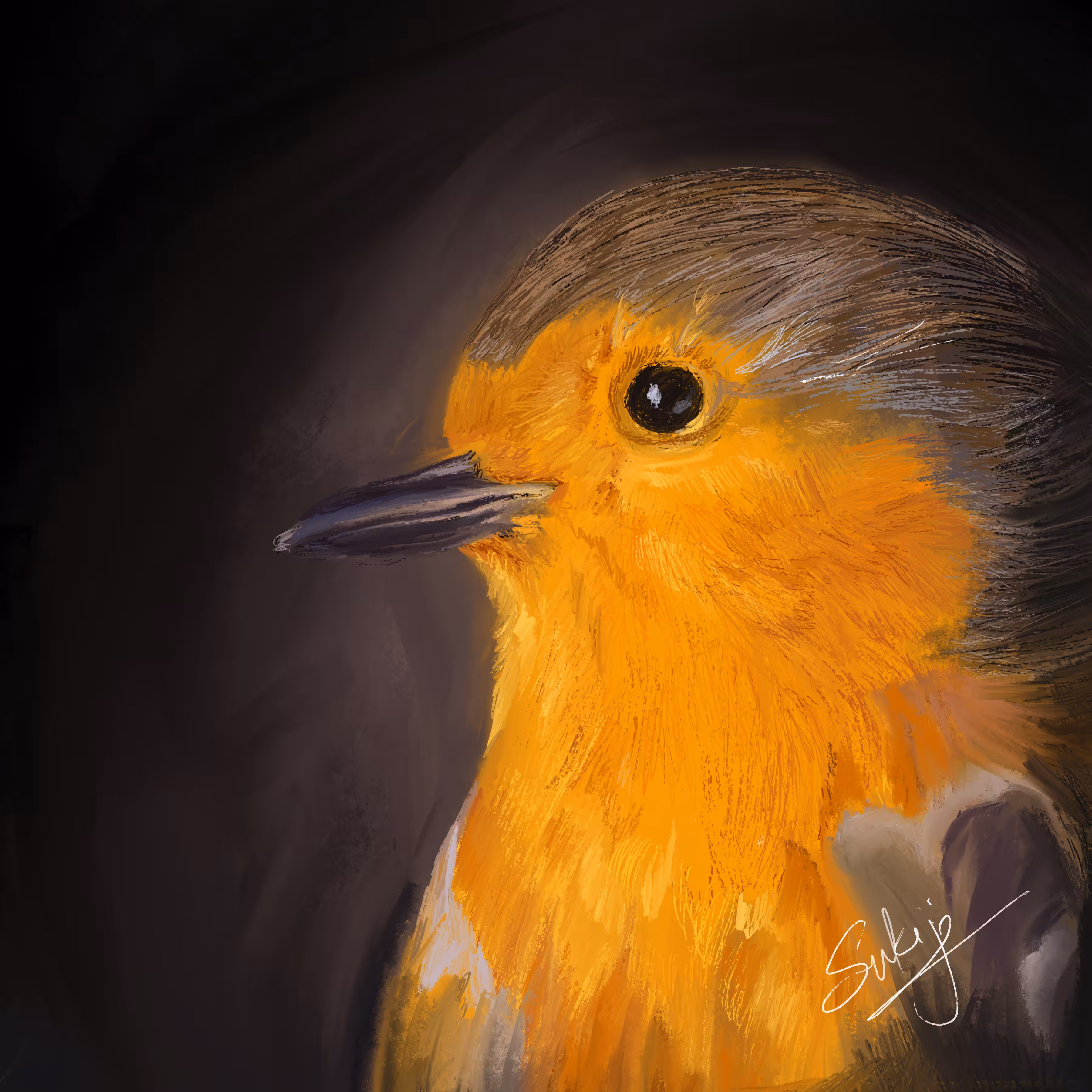 European Robin