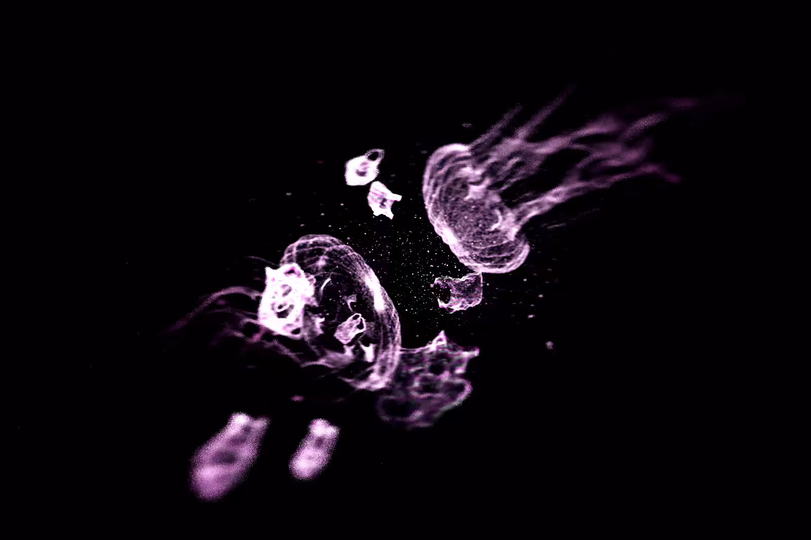 Turtle Vision #132