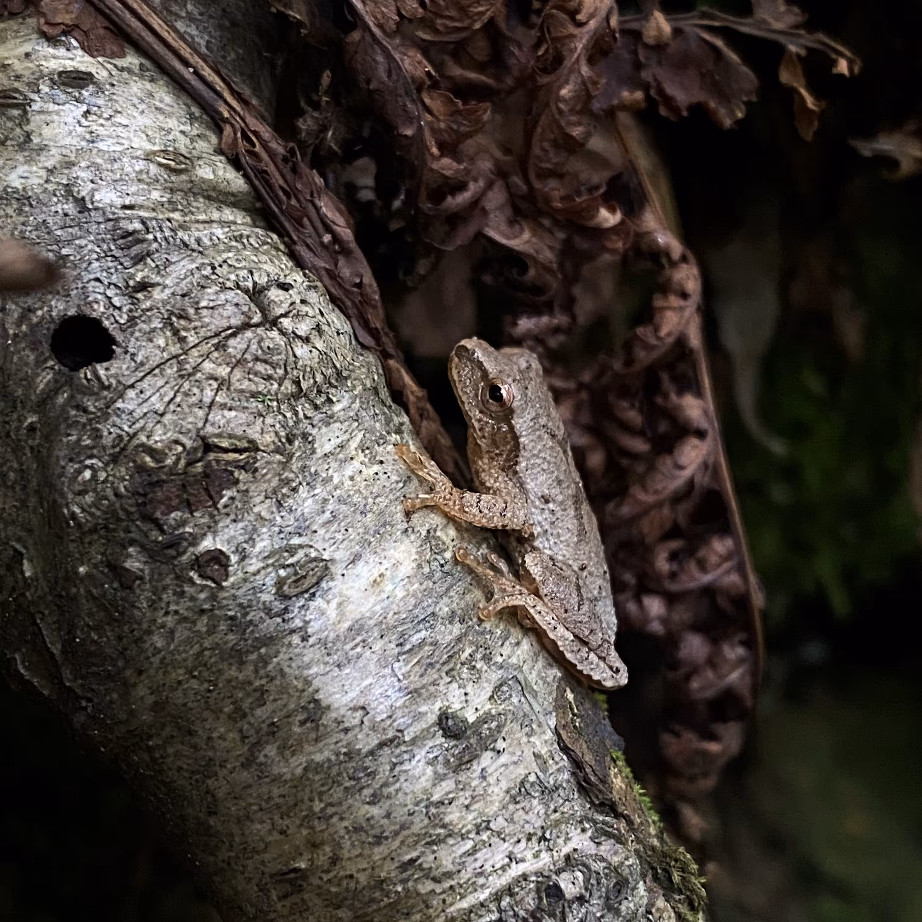 Pseudacris crucifer
