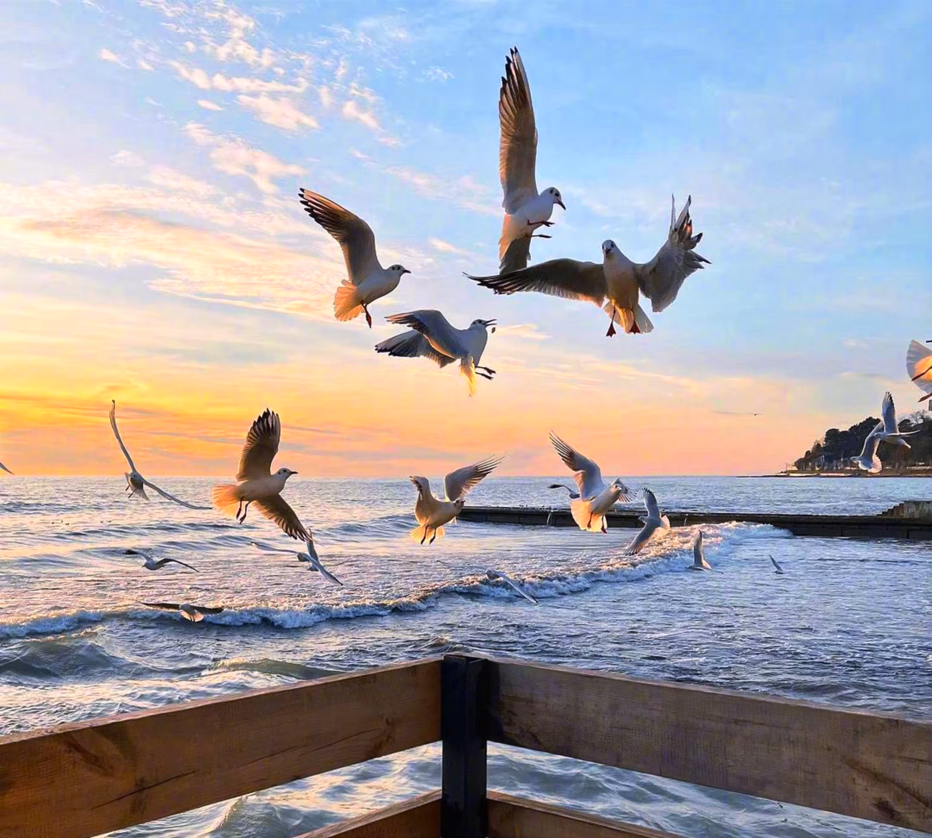 seagulls on the beach