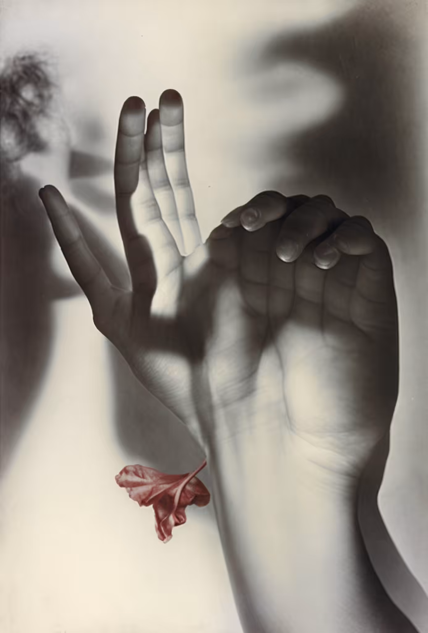 Pink Trumpet Blossom, Silver Gelatin Print (developing-out-process, solarization), 1936