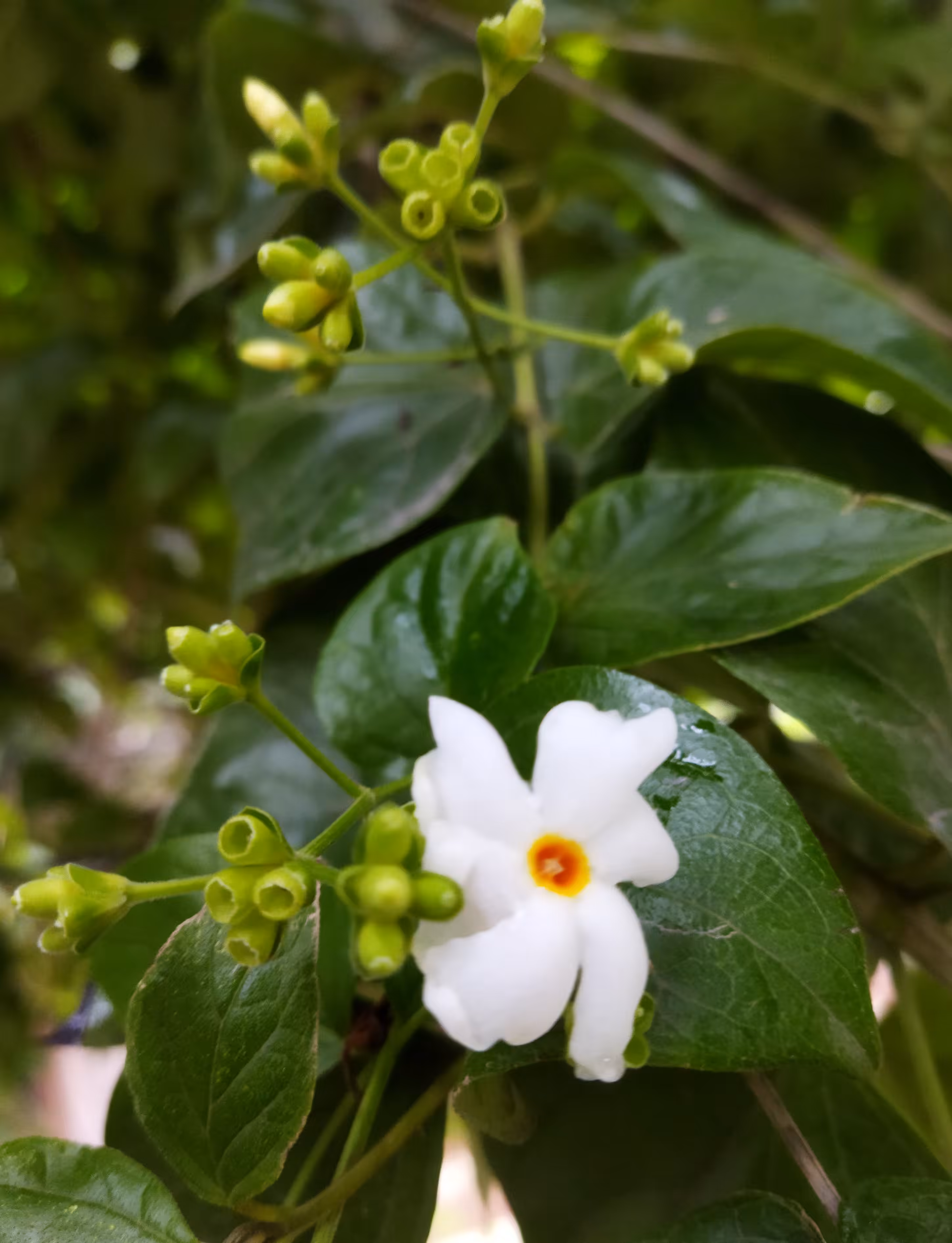 Coral Jasmine - II 