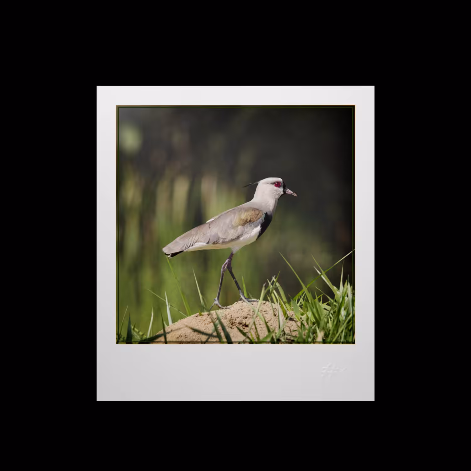 Instantâneos em Movimento (Moving Snapshots) - Aves: #4 Vanellus chilensis