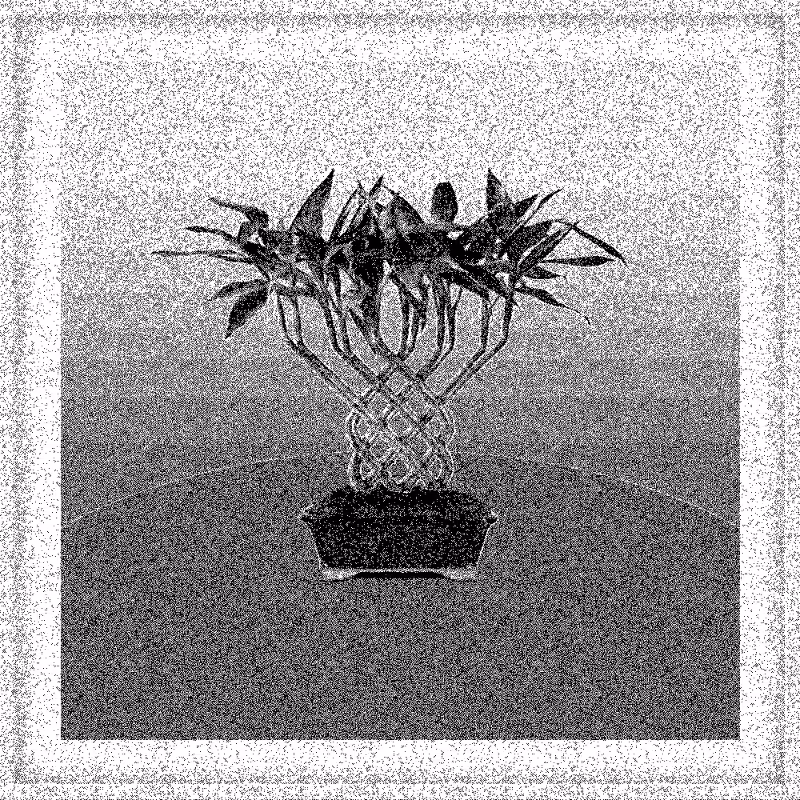 Bonsai Bonanza #274