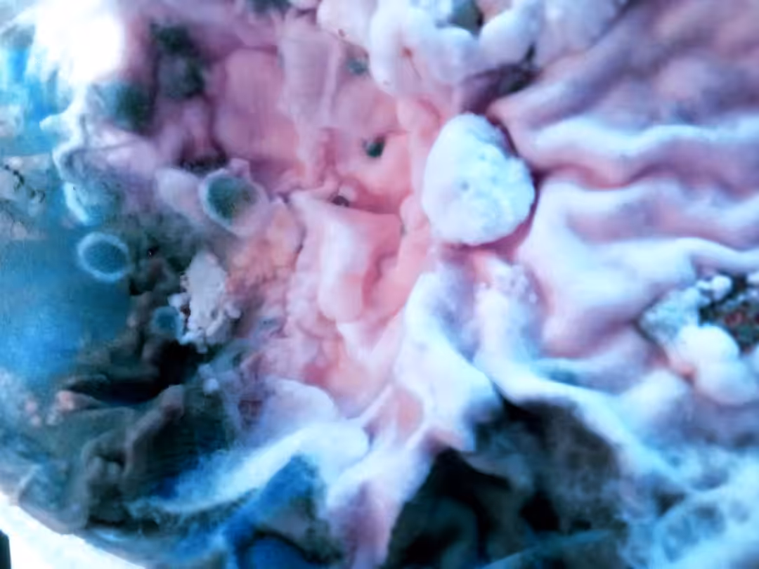 musty smell II