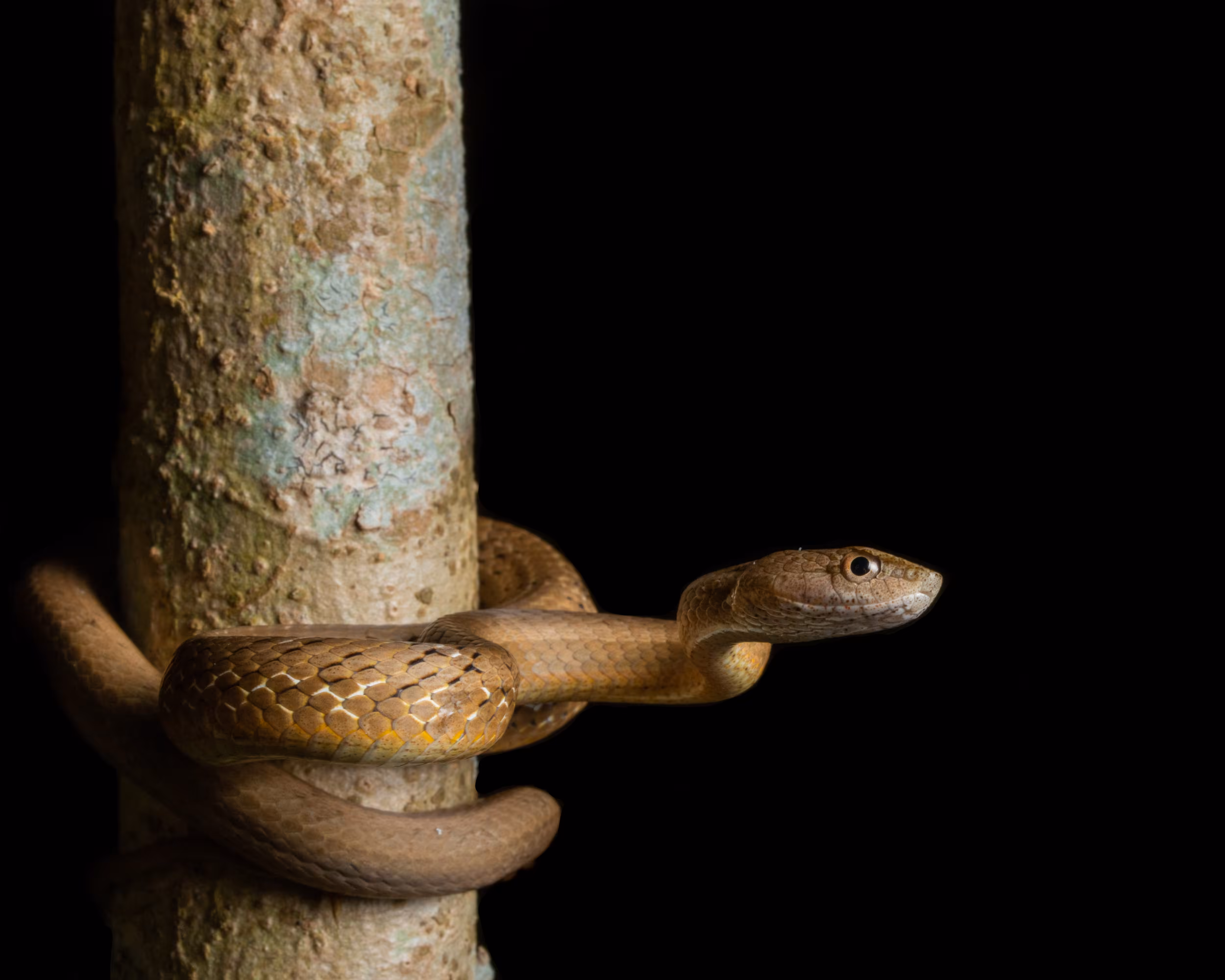 Mock Viper - Endemic