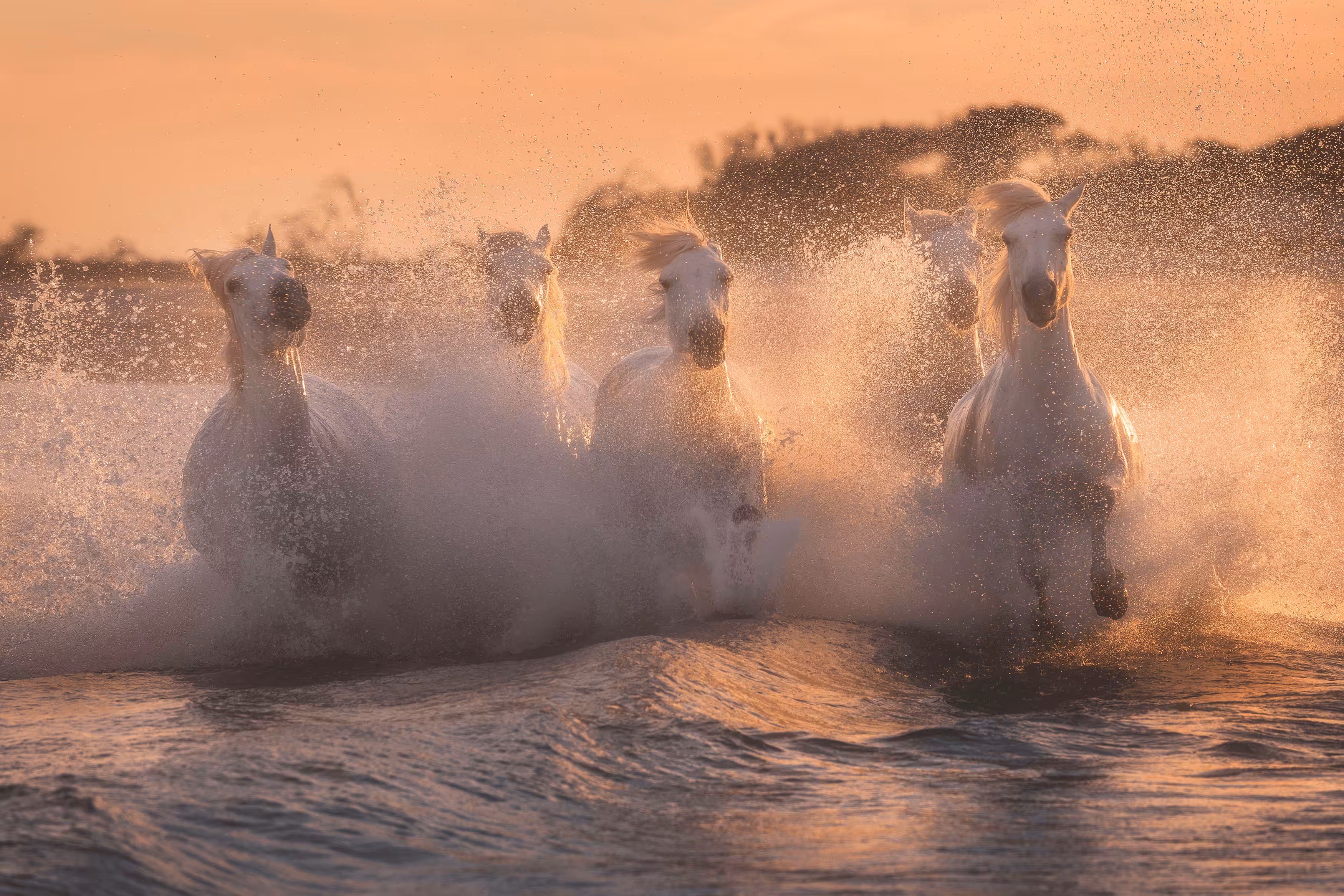 White Angels of Camargue #36